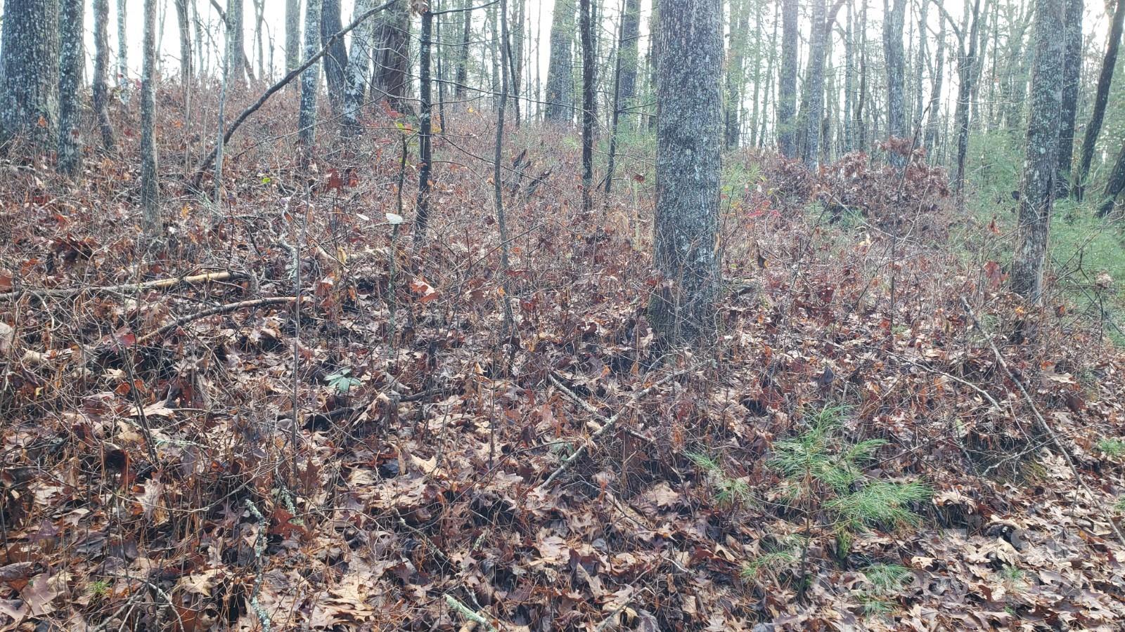 Tbd Cedar Lane Property Photo 5