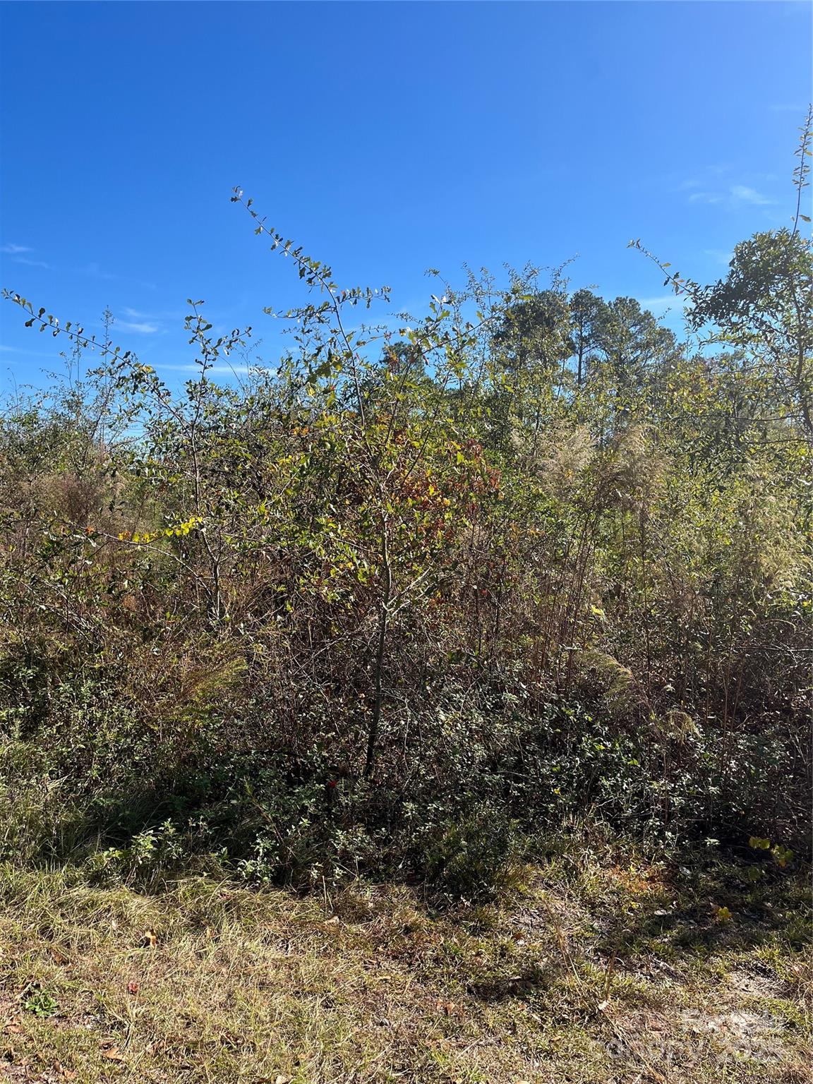 0 Spring Branch Drive Property Photo 4