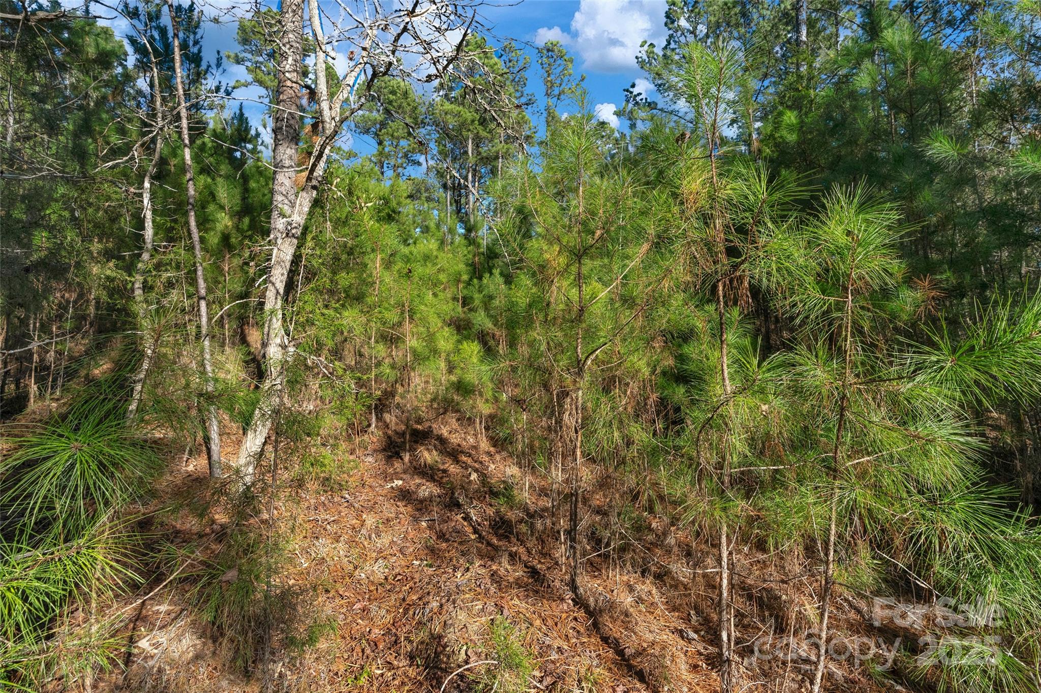 0000 Old Douglass Road 3 Property Photo 26