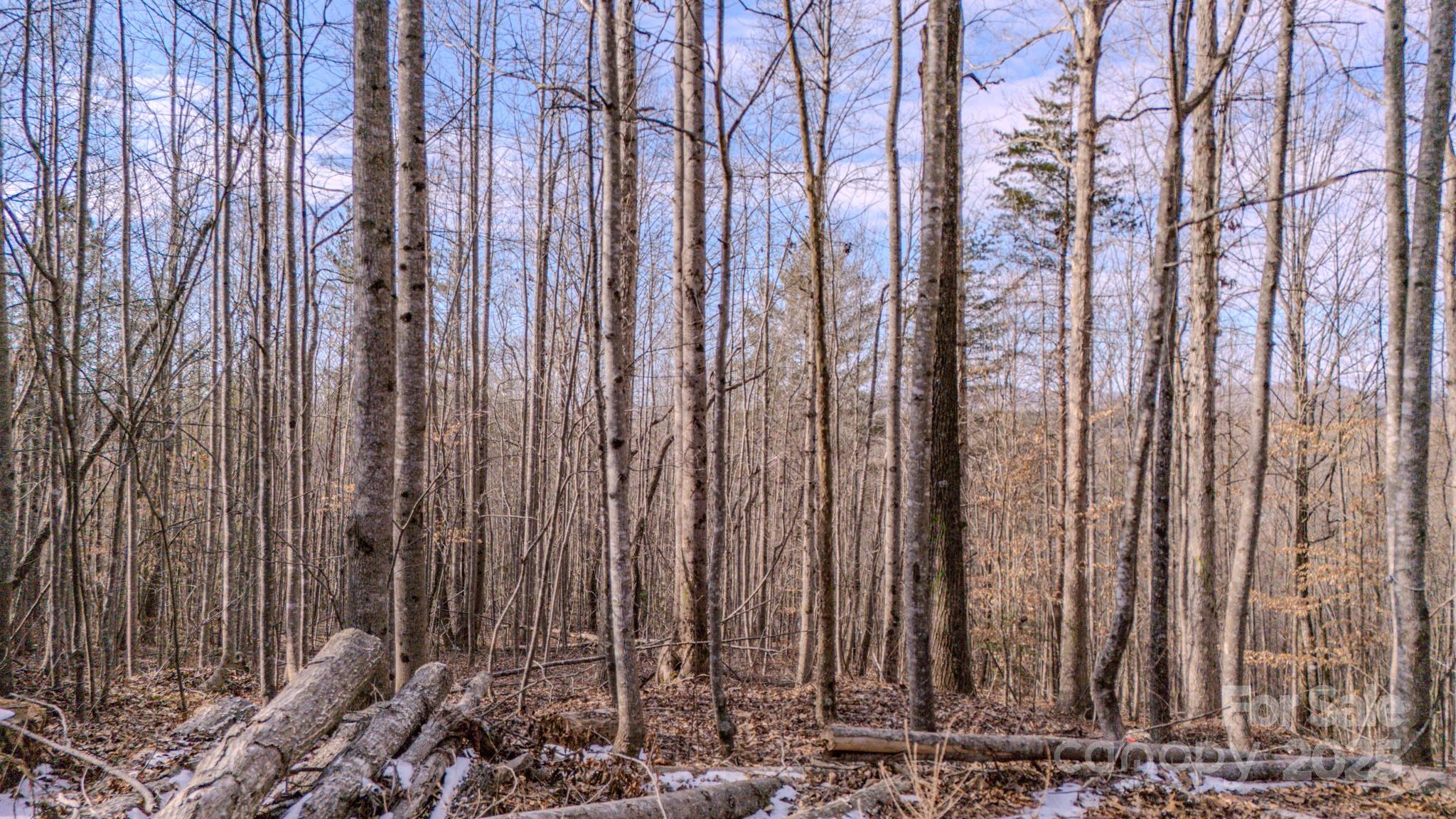 4906 Old Hickory Tree Road Property Photo 9