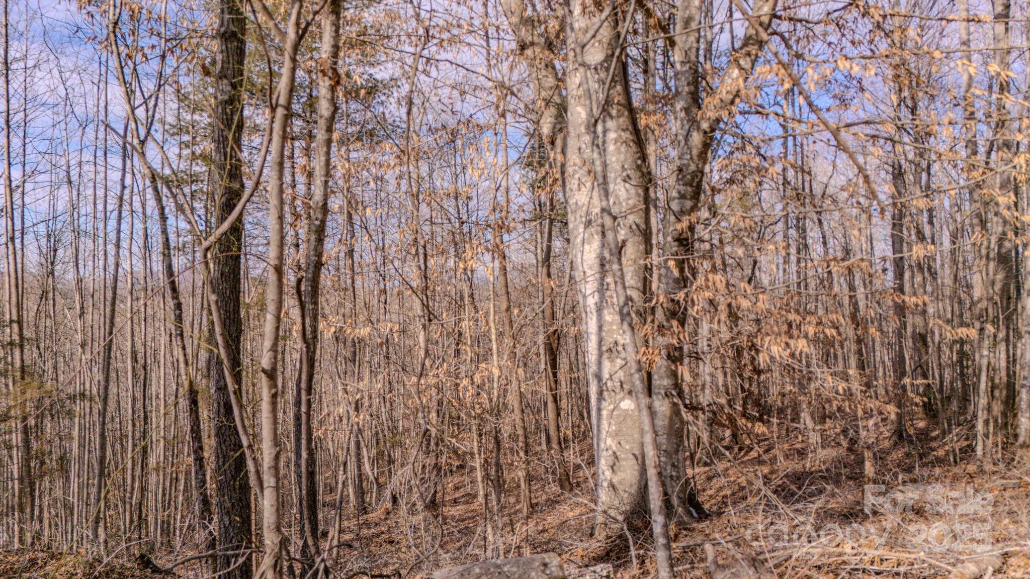 4906 Old Hickory Tree Road Property Photo 14