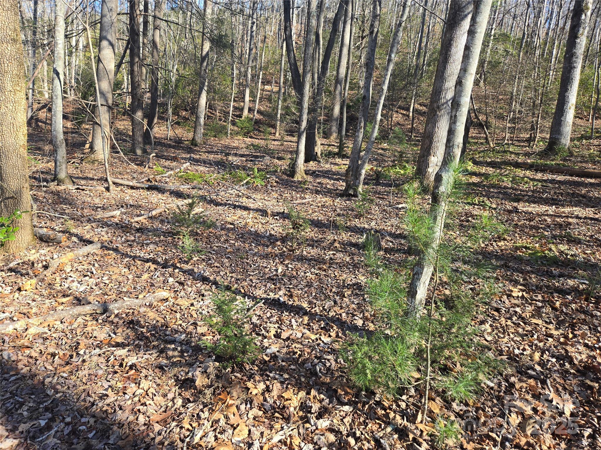 Lot 60 Chinquapin Road Property Photo 12