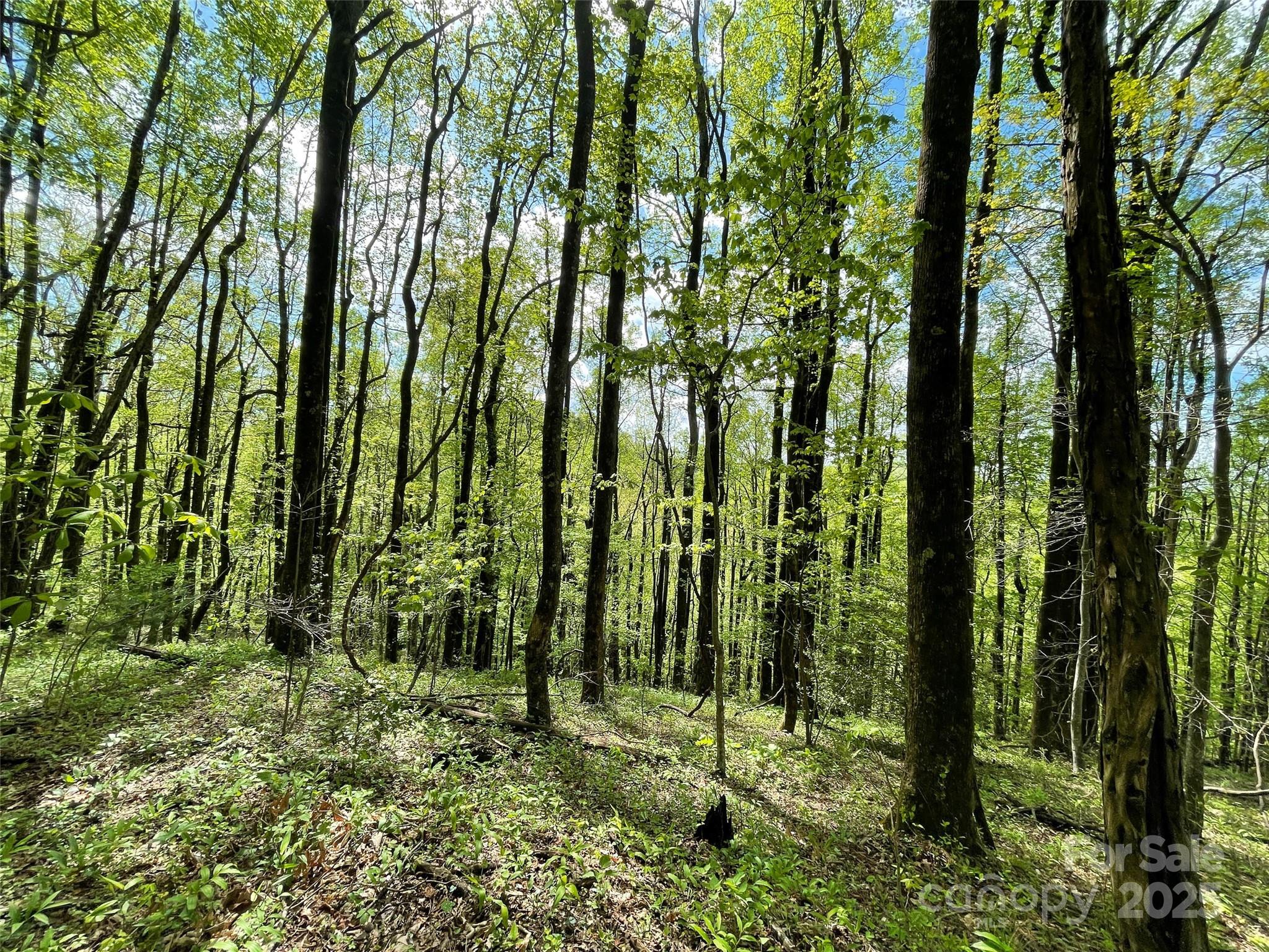 Off Pine Mountain Drive Property Photo 22