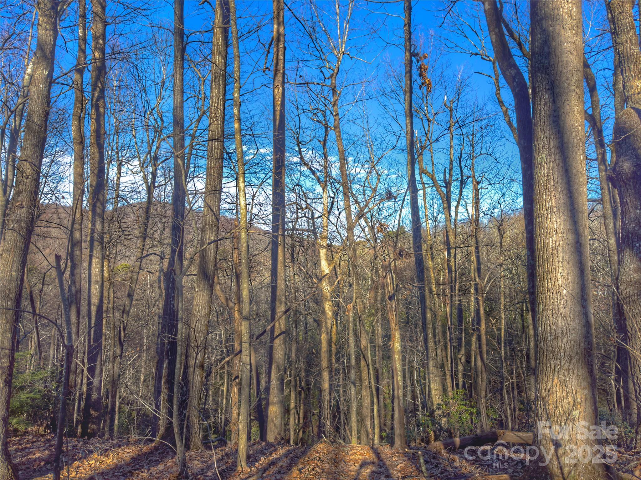 13 Rolling Ridge Trail Property Photo 8