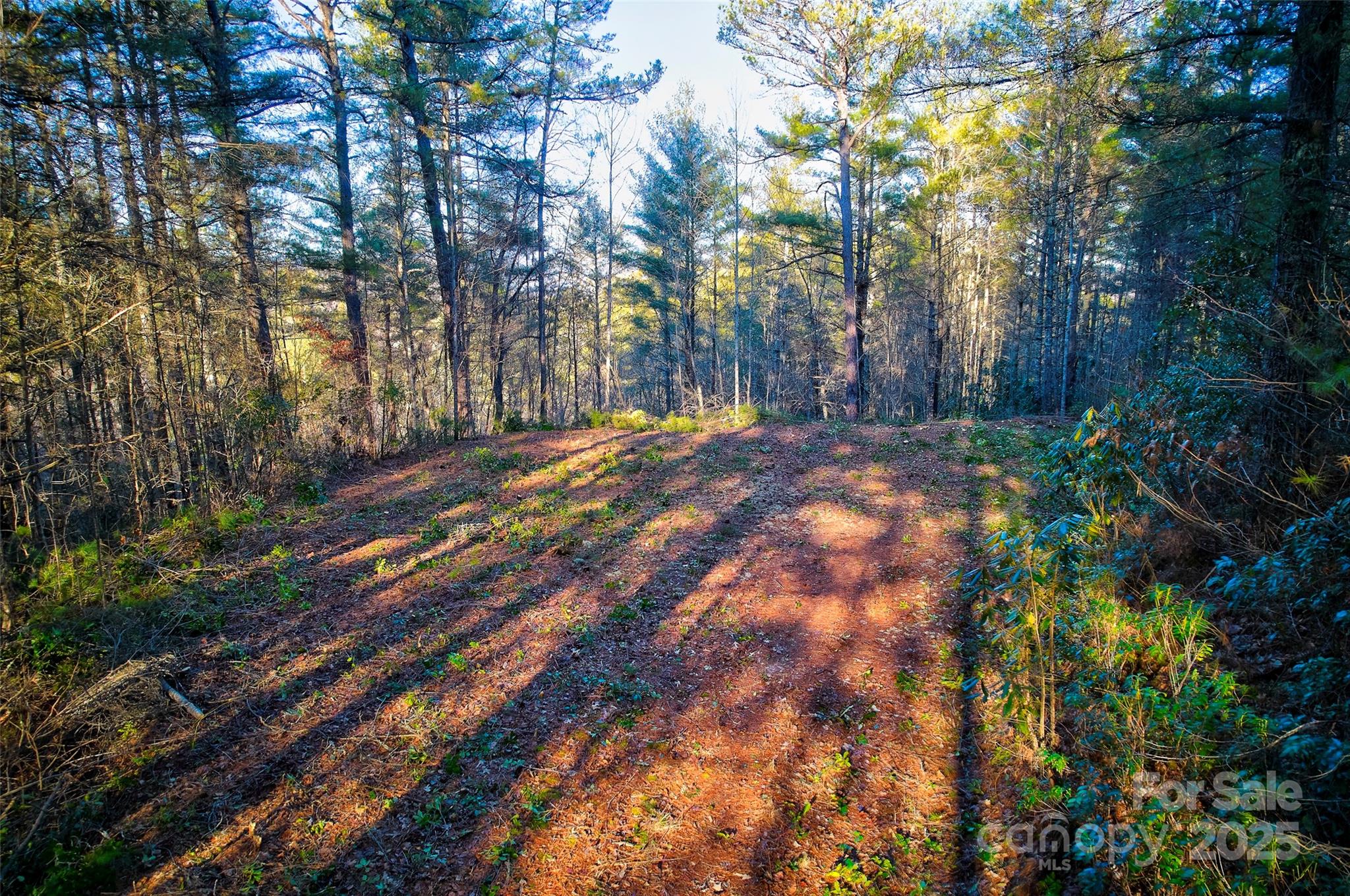 0 Piney Cove Road Property Photo 4