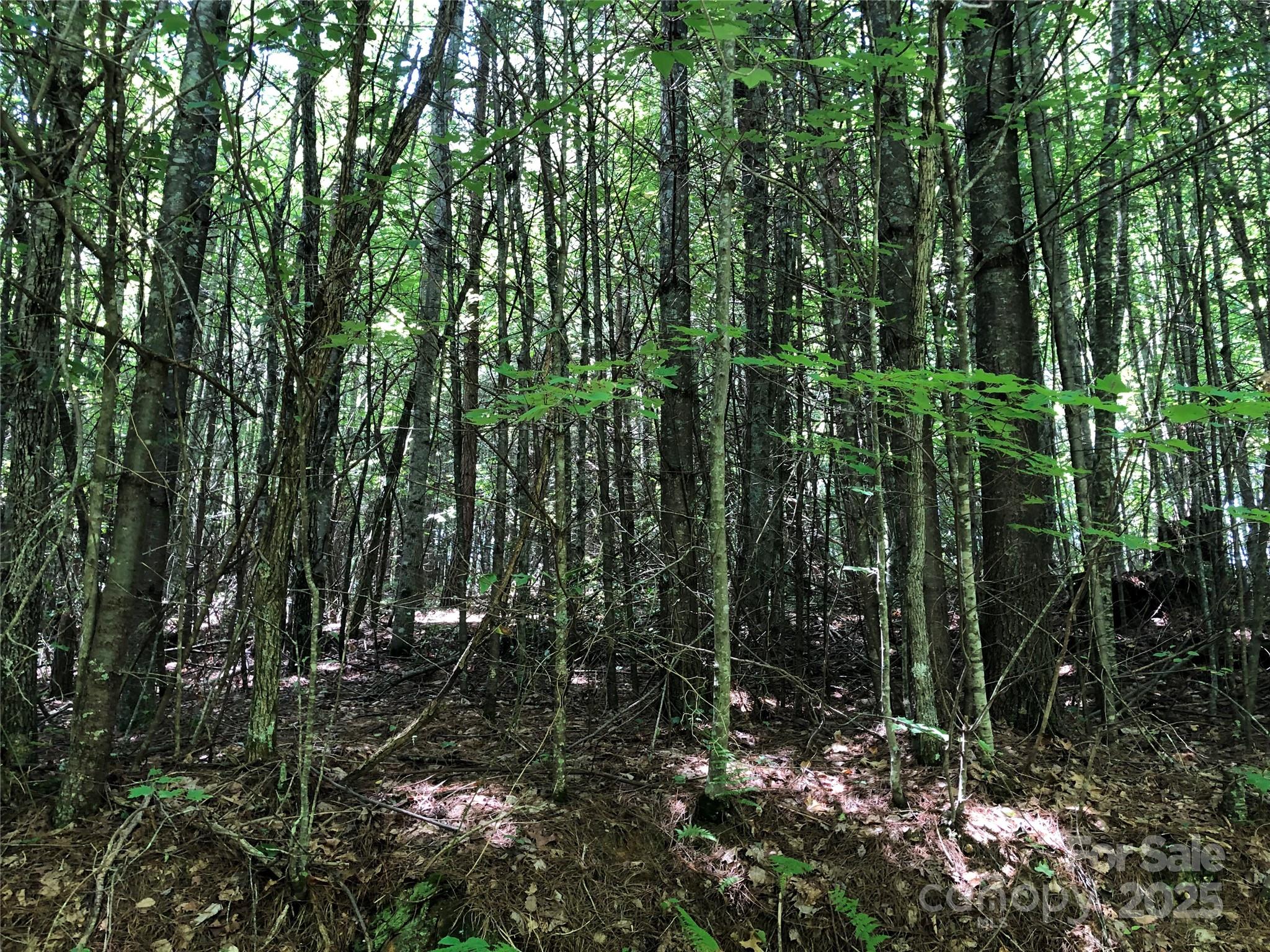 Tbd Maines Hill Lane Property Photo 17