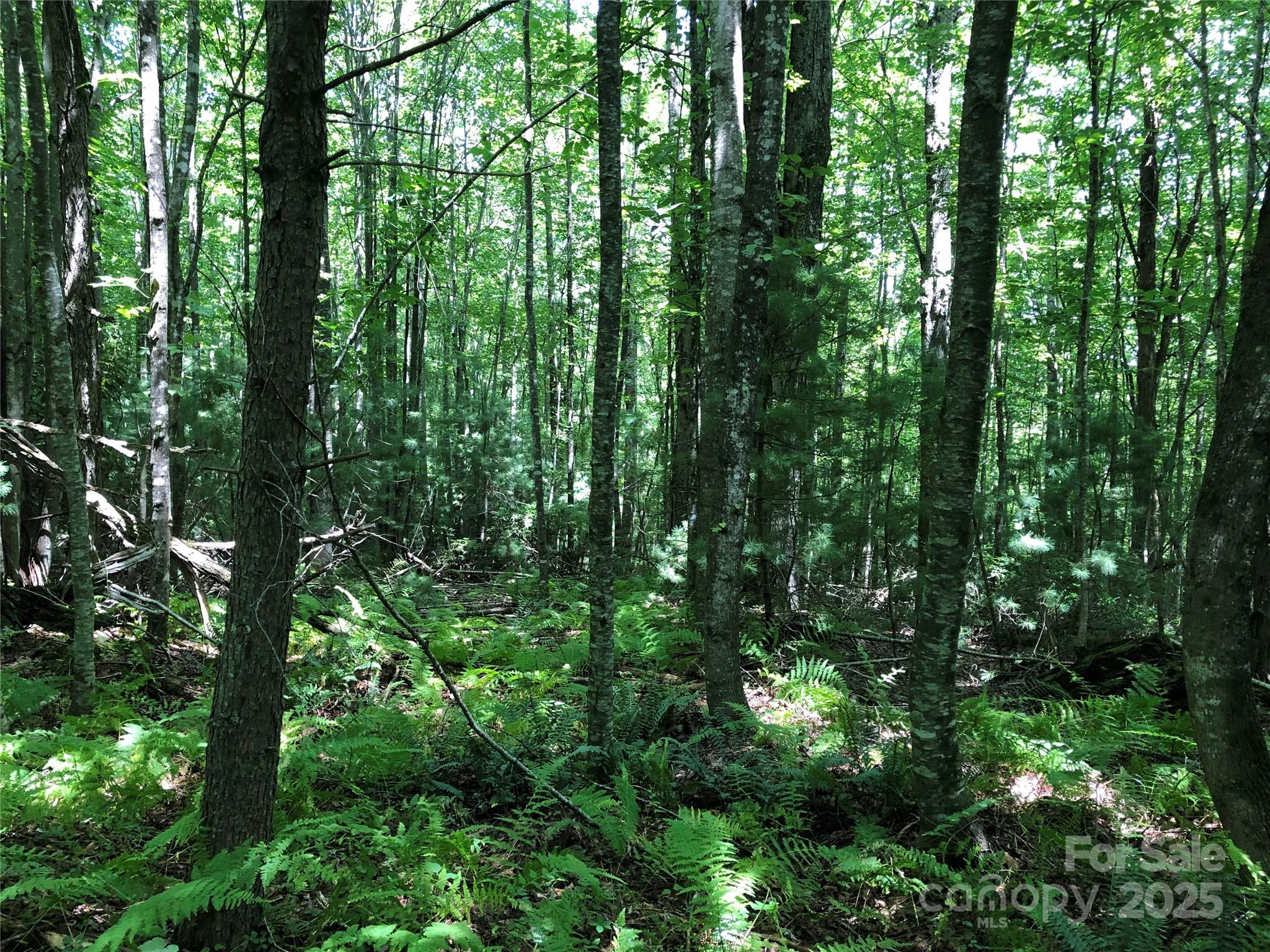 Tbd Maines Hill Lane Property Photo 23