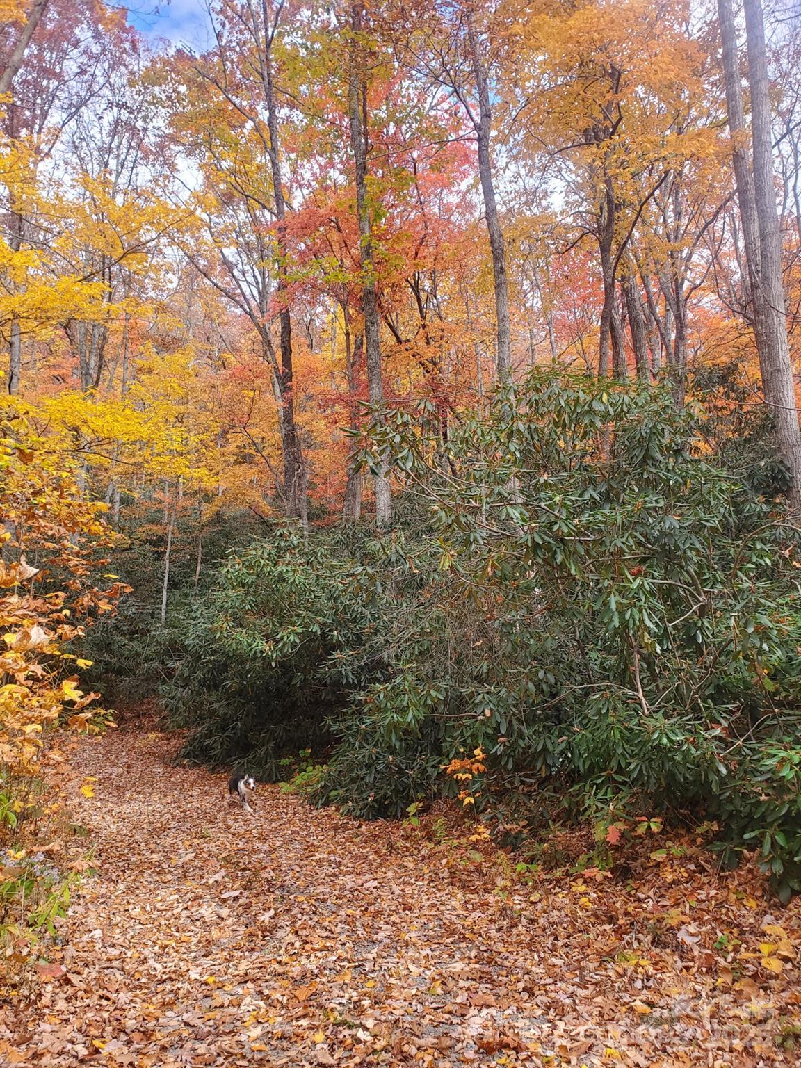 0000 Buffalo Ridge Property Photo 16
