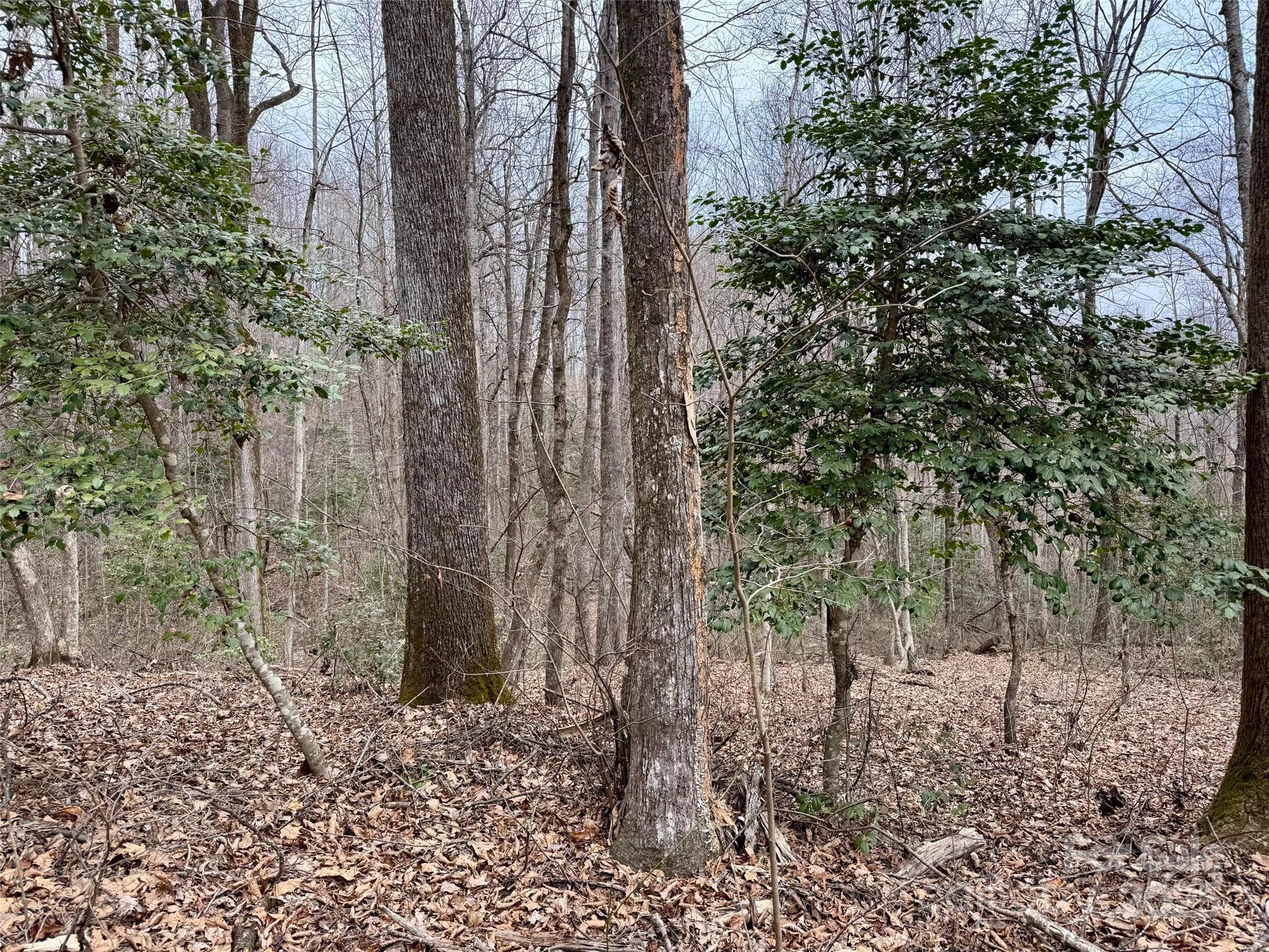 000 Orchard Mountain Road Property Photo 6
