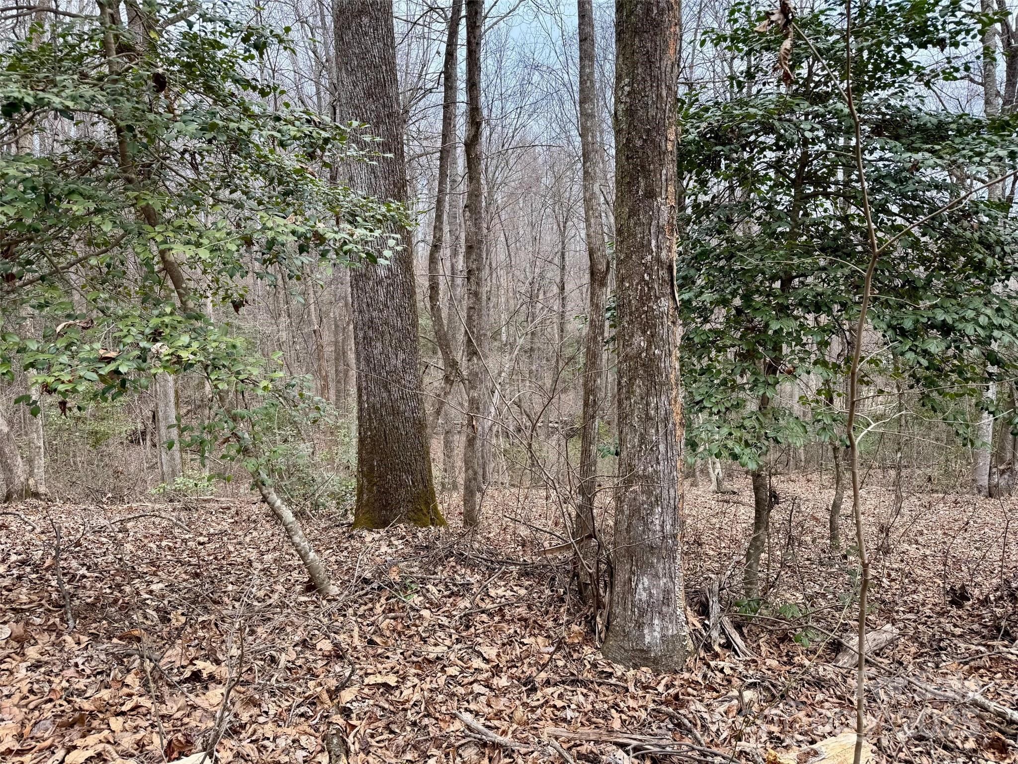 000 Orchard Mountain Road Property Photo 8