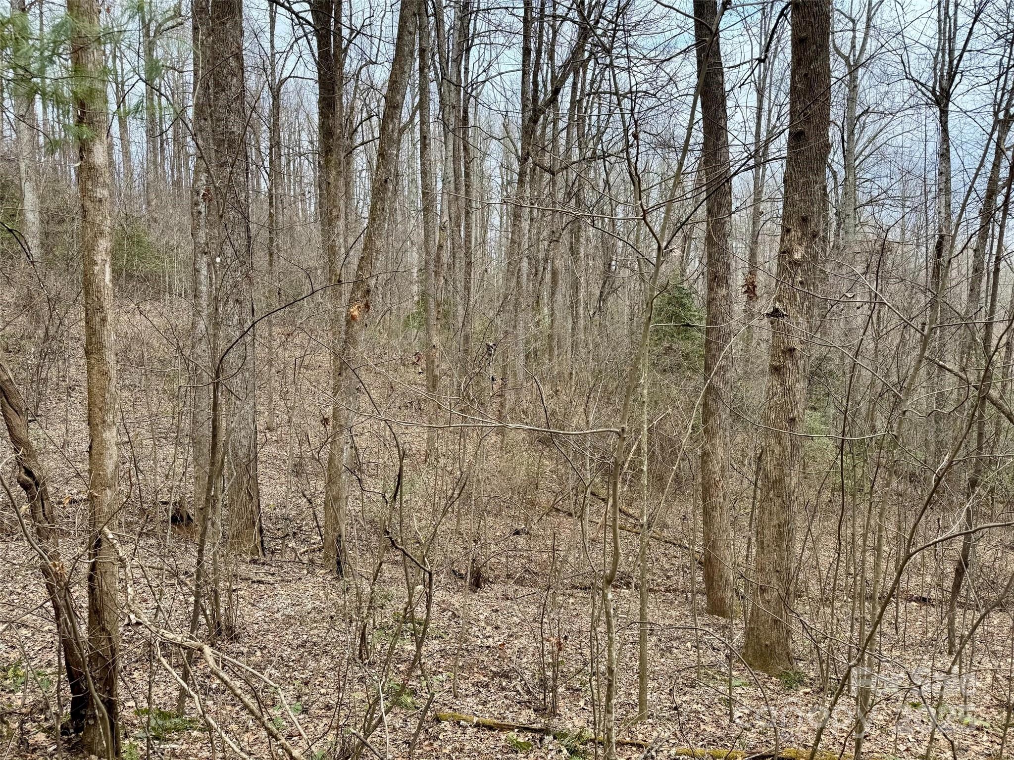 000 Orchard Mountain Road Property Photo 9