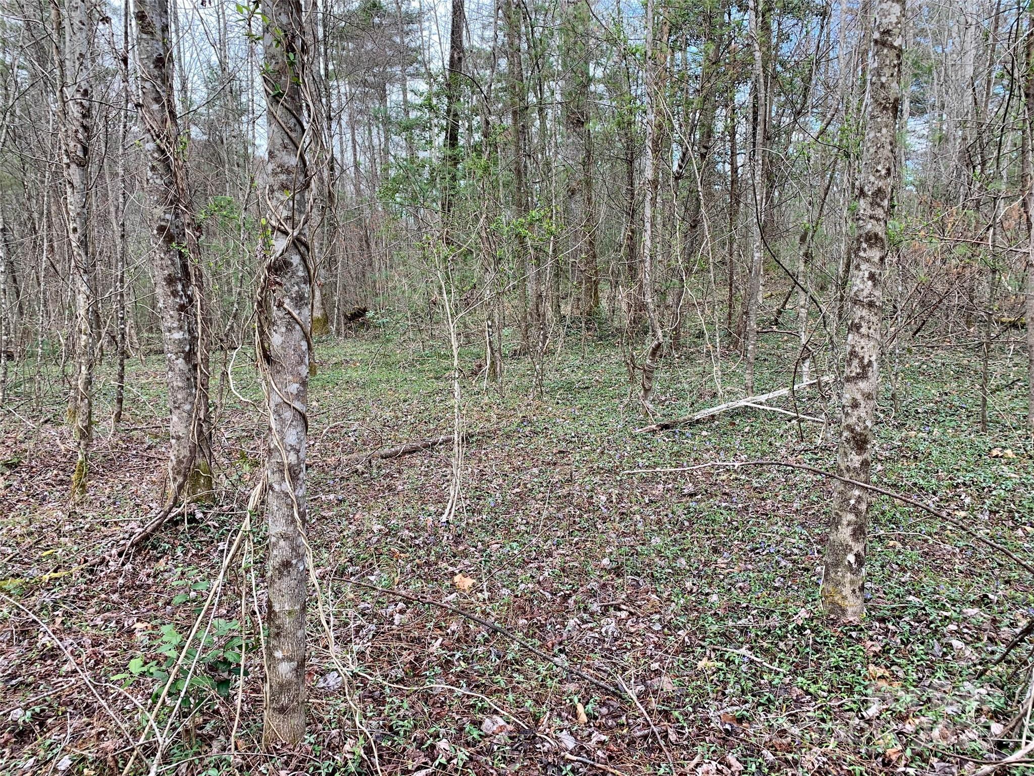Lot 64 Peppervine Circle Property Photo 2