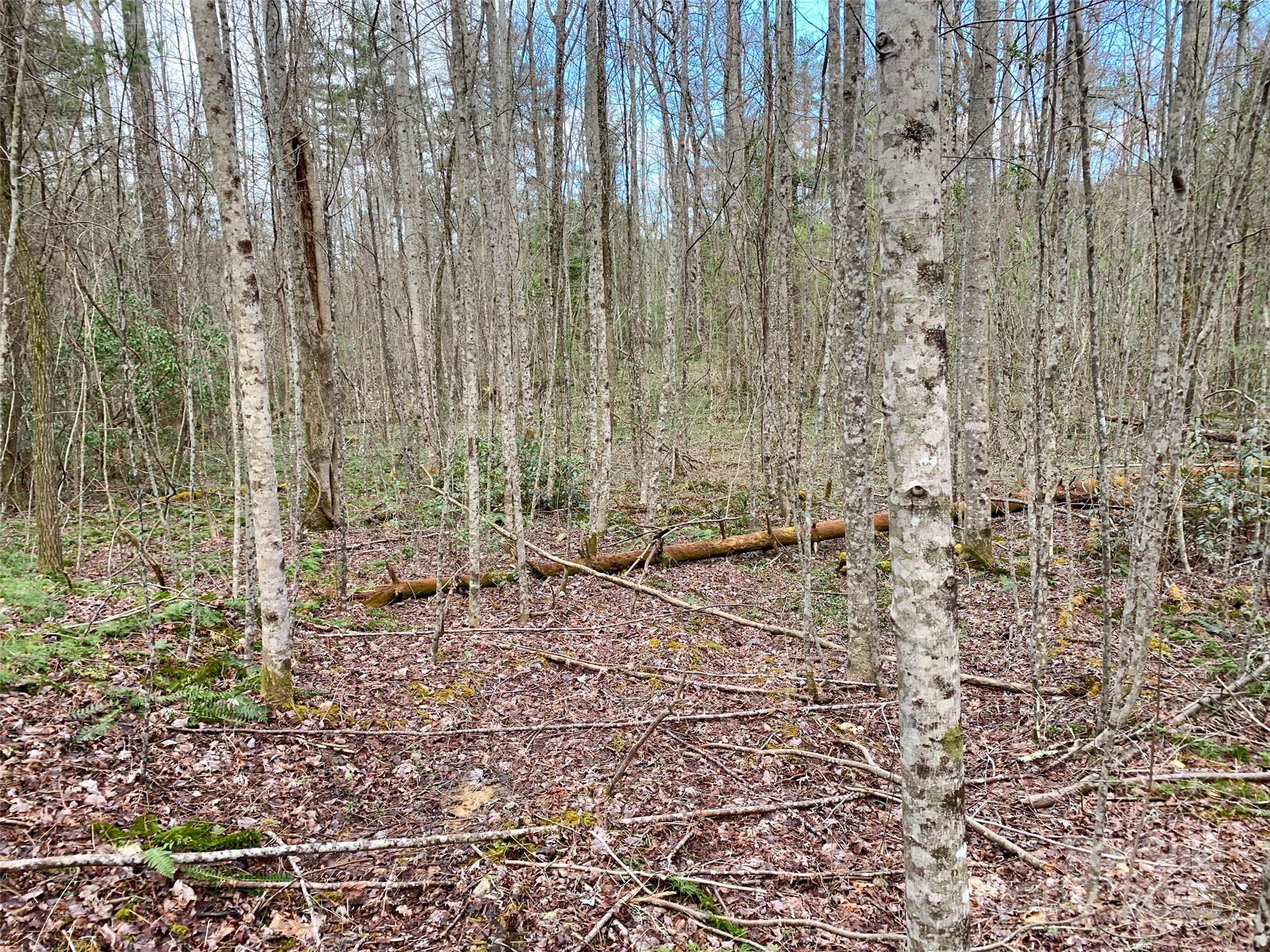 Lot 64 Peppervine Circle Property Photo 6