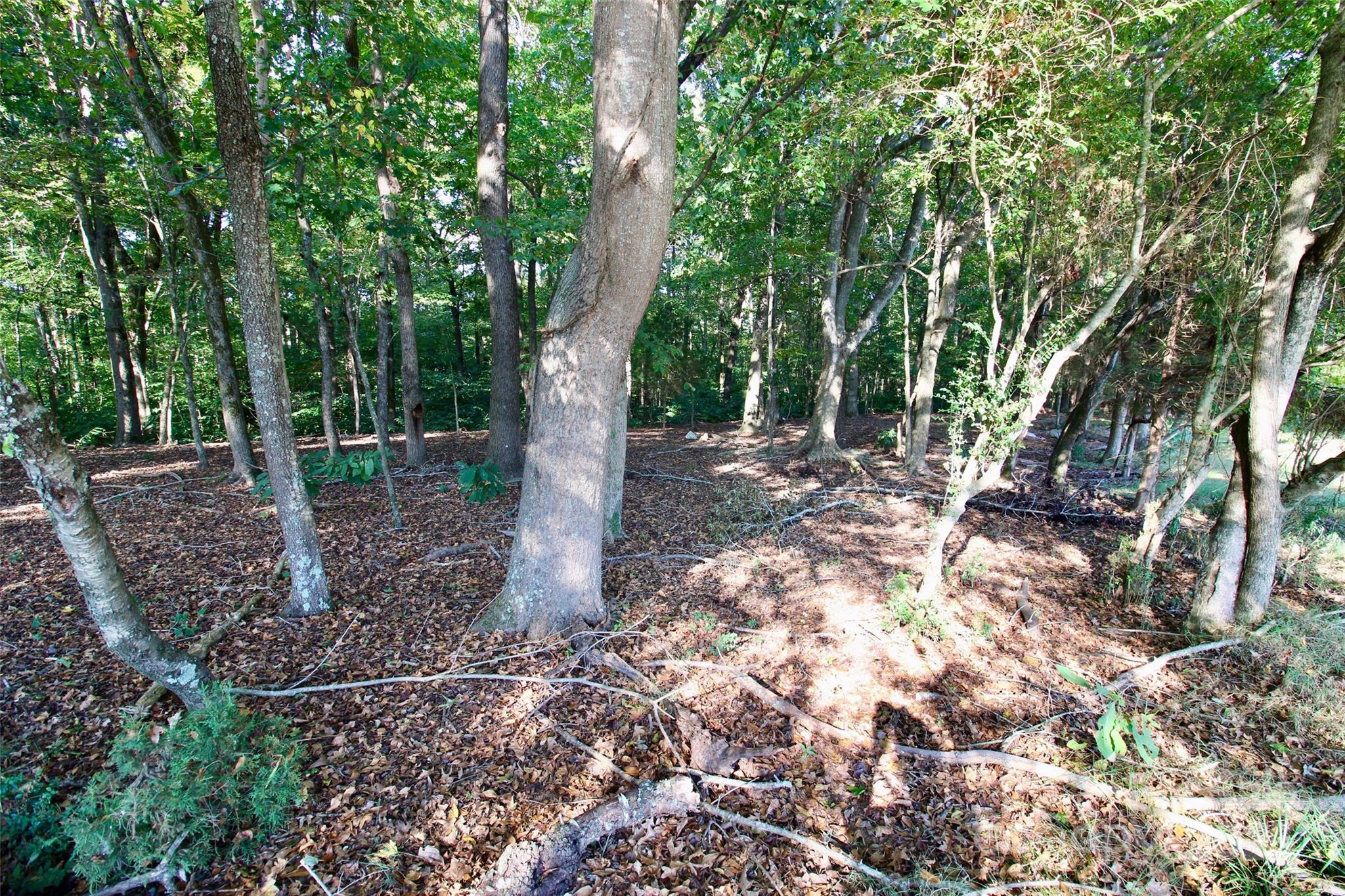 11+/- Ac Chester Highway Property Photo 19