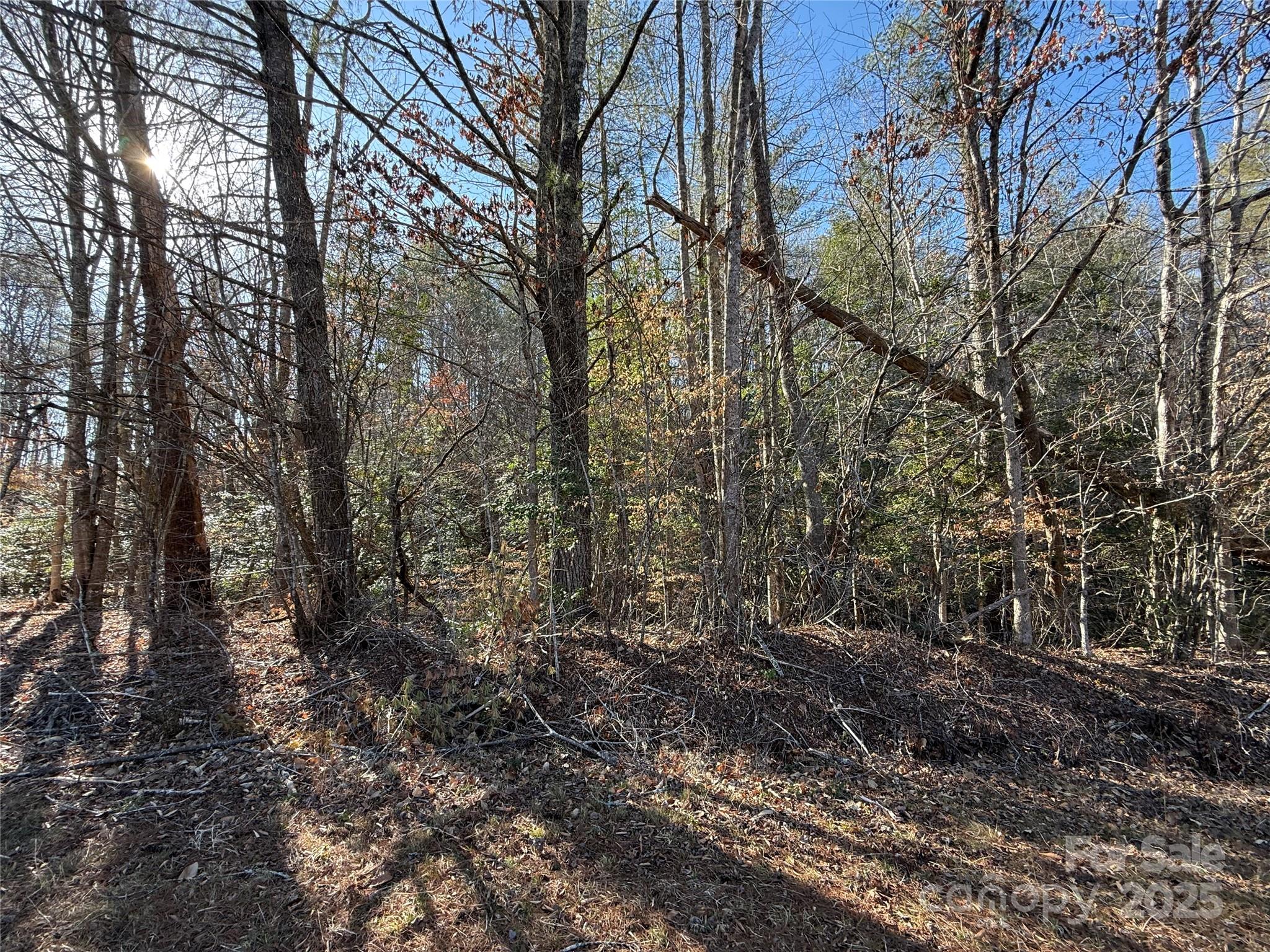 2421 Dogwood Vista Property Photo 5