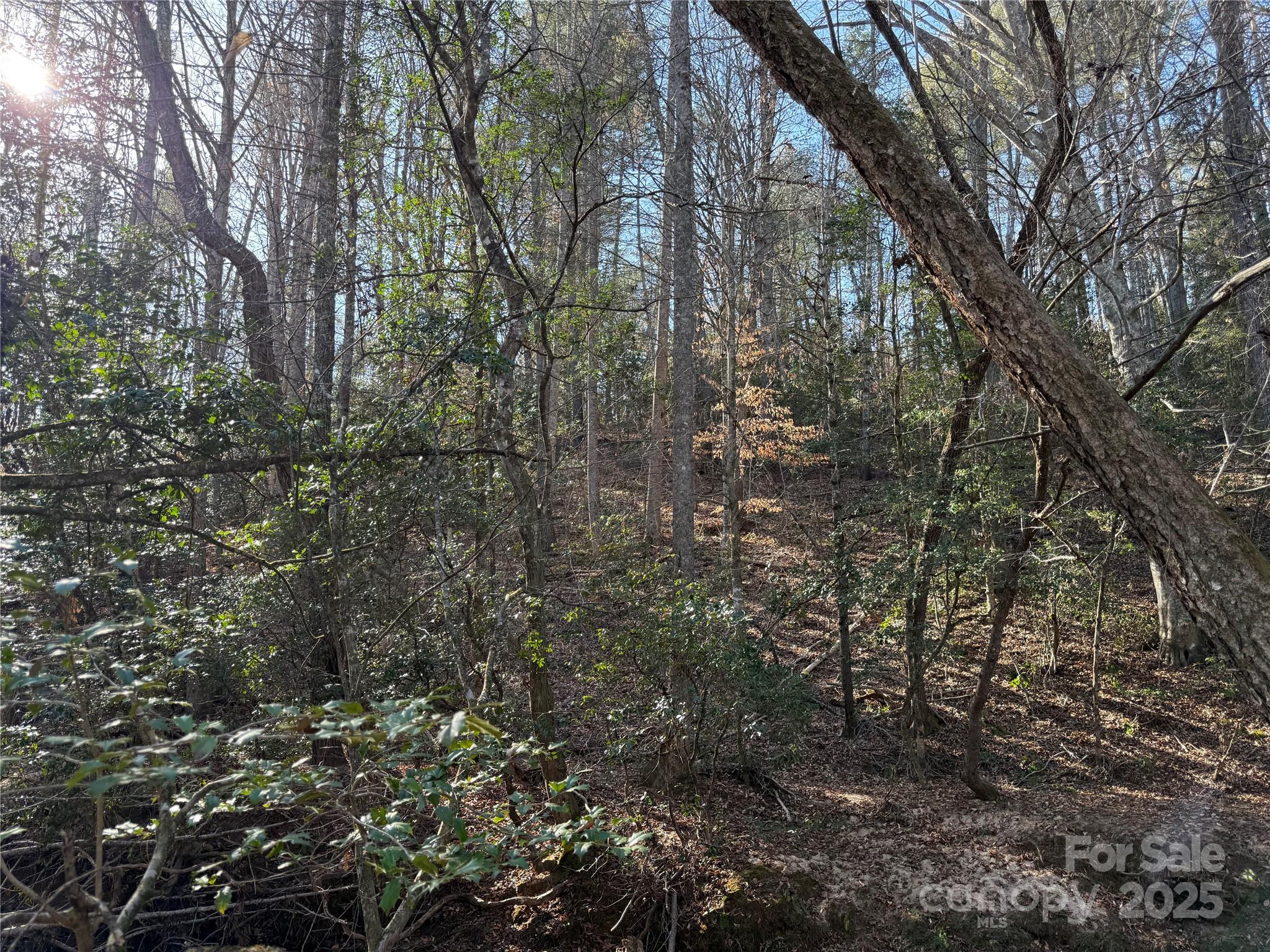 2421 Dogwood Vista Property Photo 6
