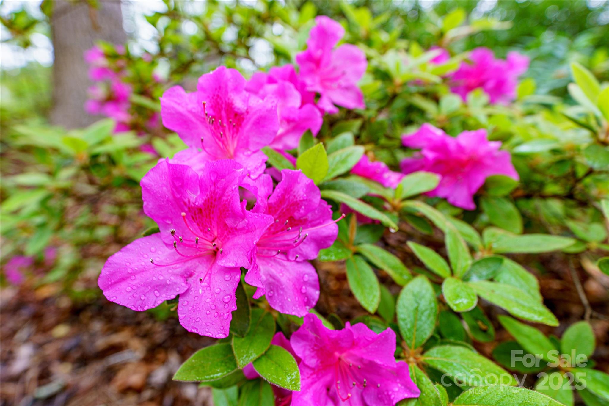 17 Morris Drive Property Photo 41