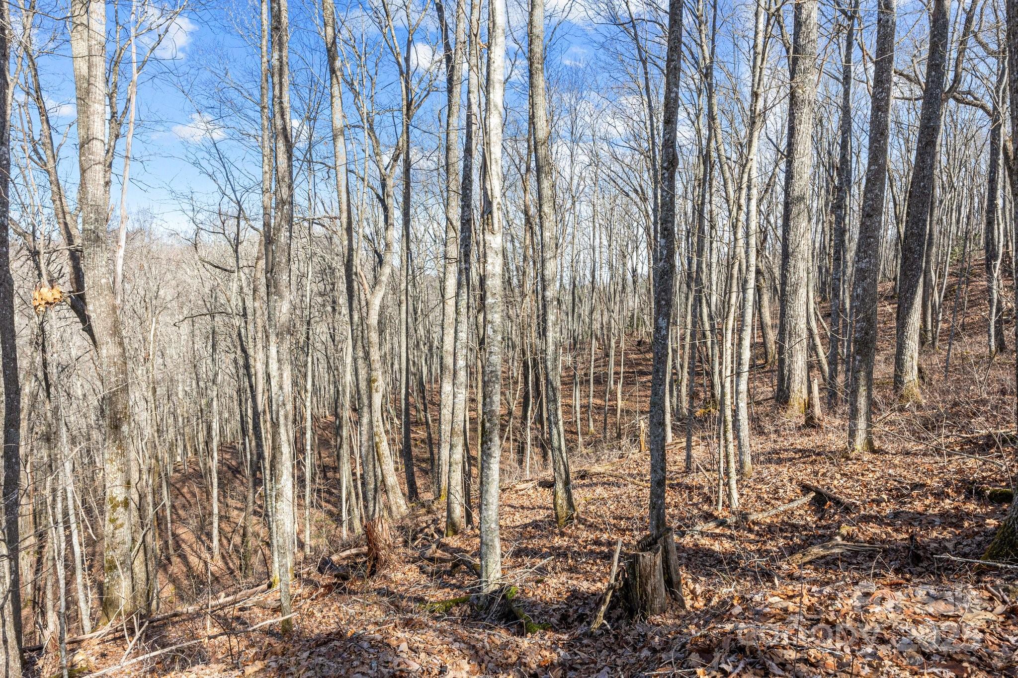Lot F115 Leafy Knoll Circle Property Photo 14