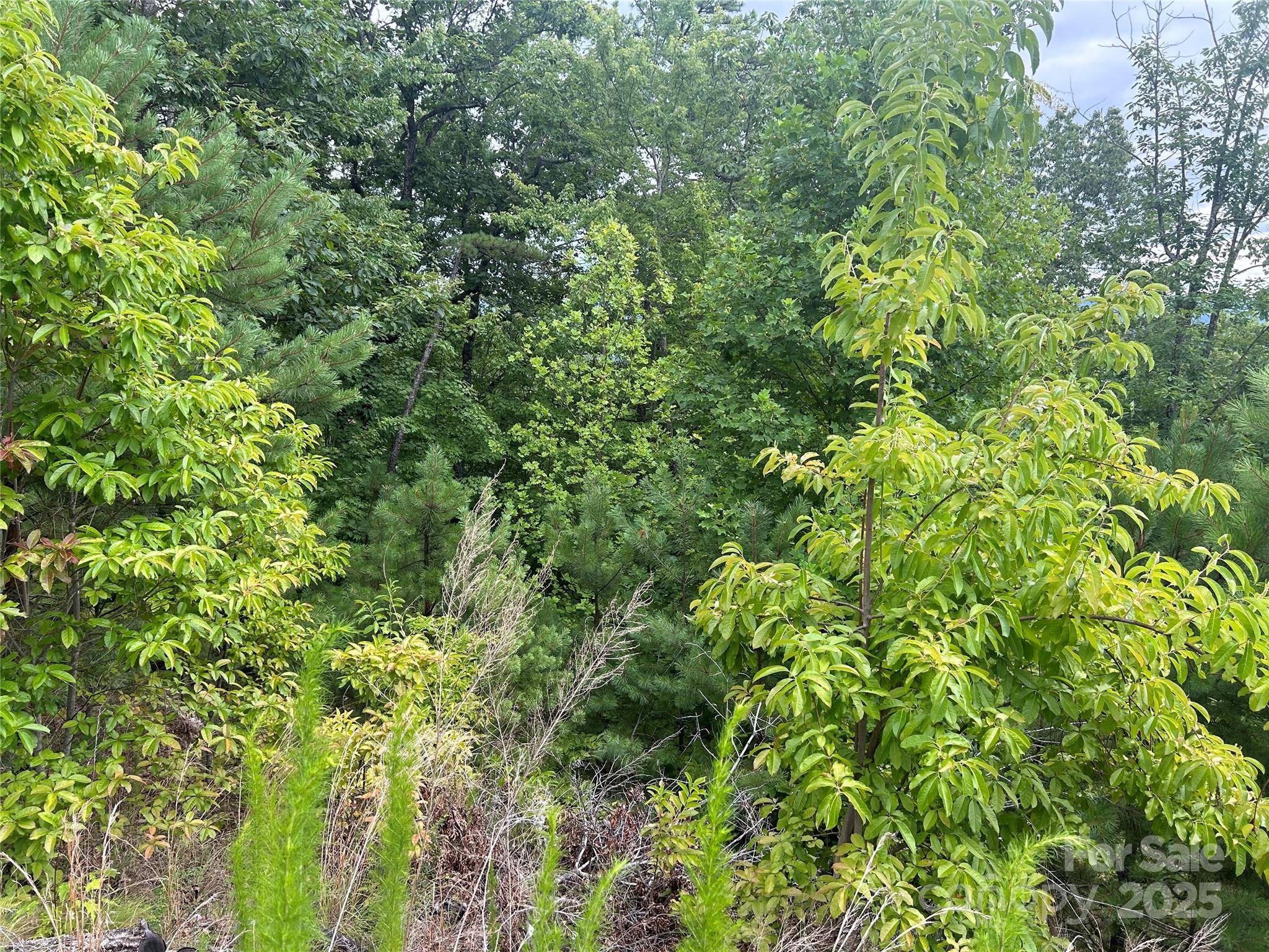 Tbd Lobelia Lane 72 Property Photo 3