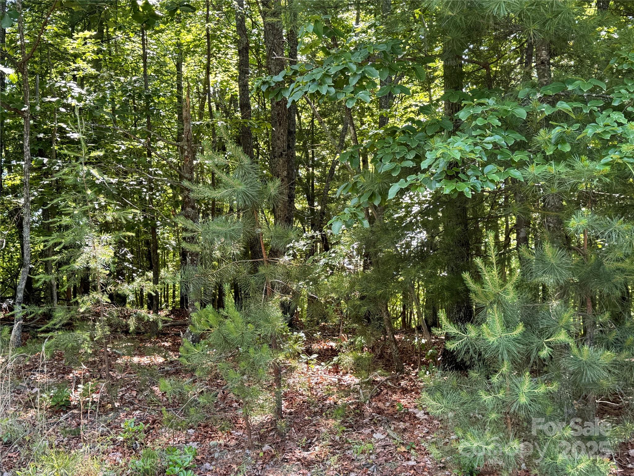 133 Steeple Chase Trail Property Photo 2