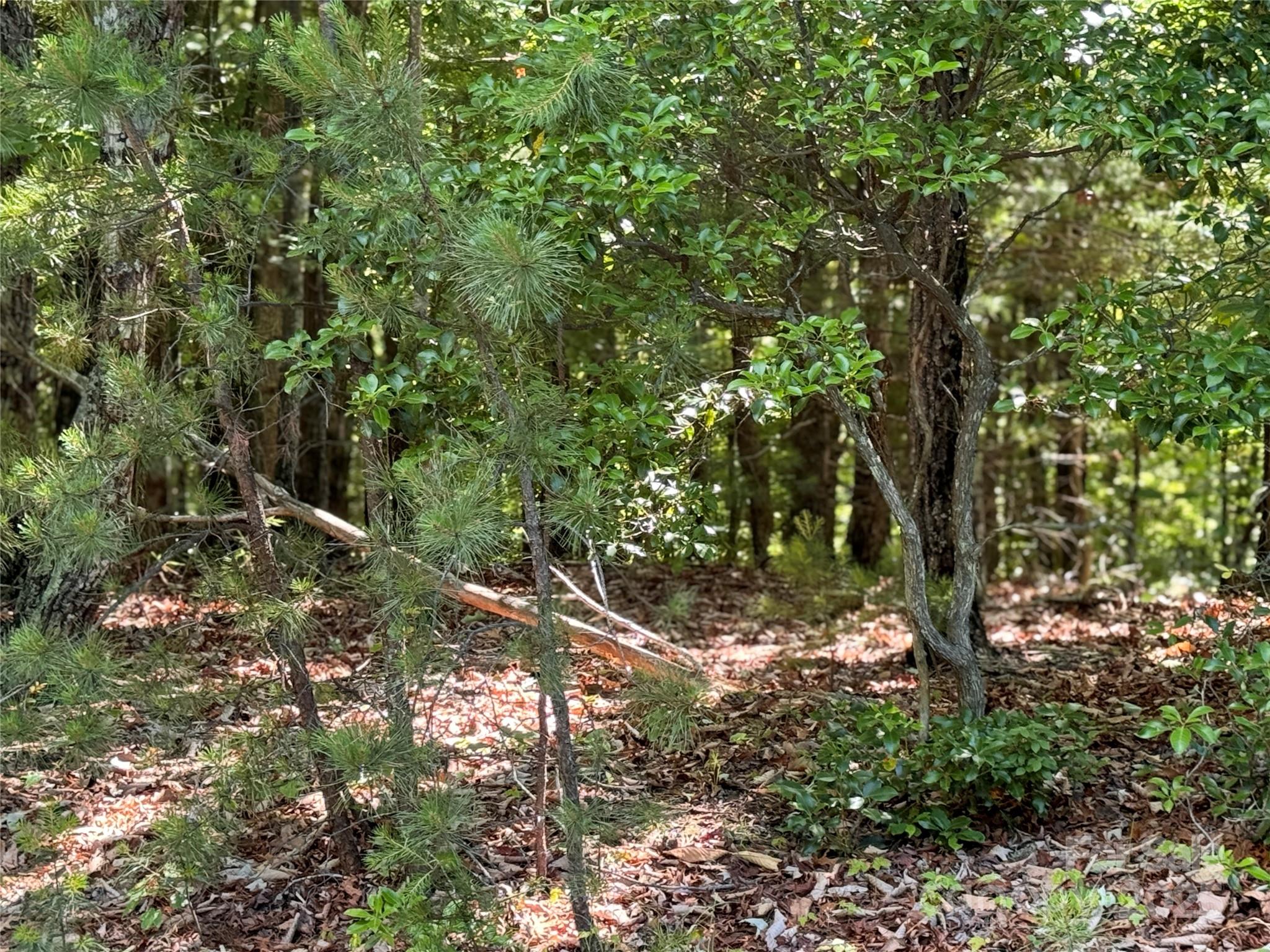 133 Steeple Chase Trail Property Photo 4