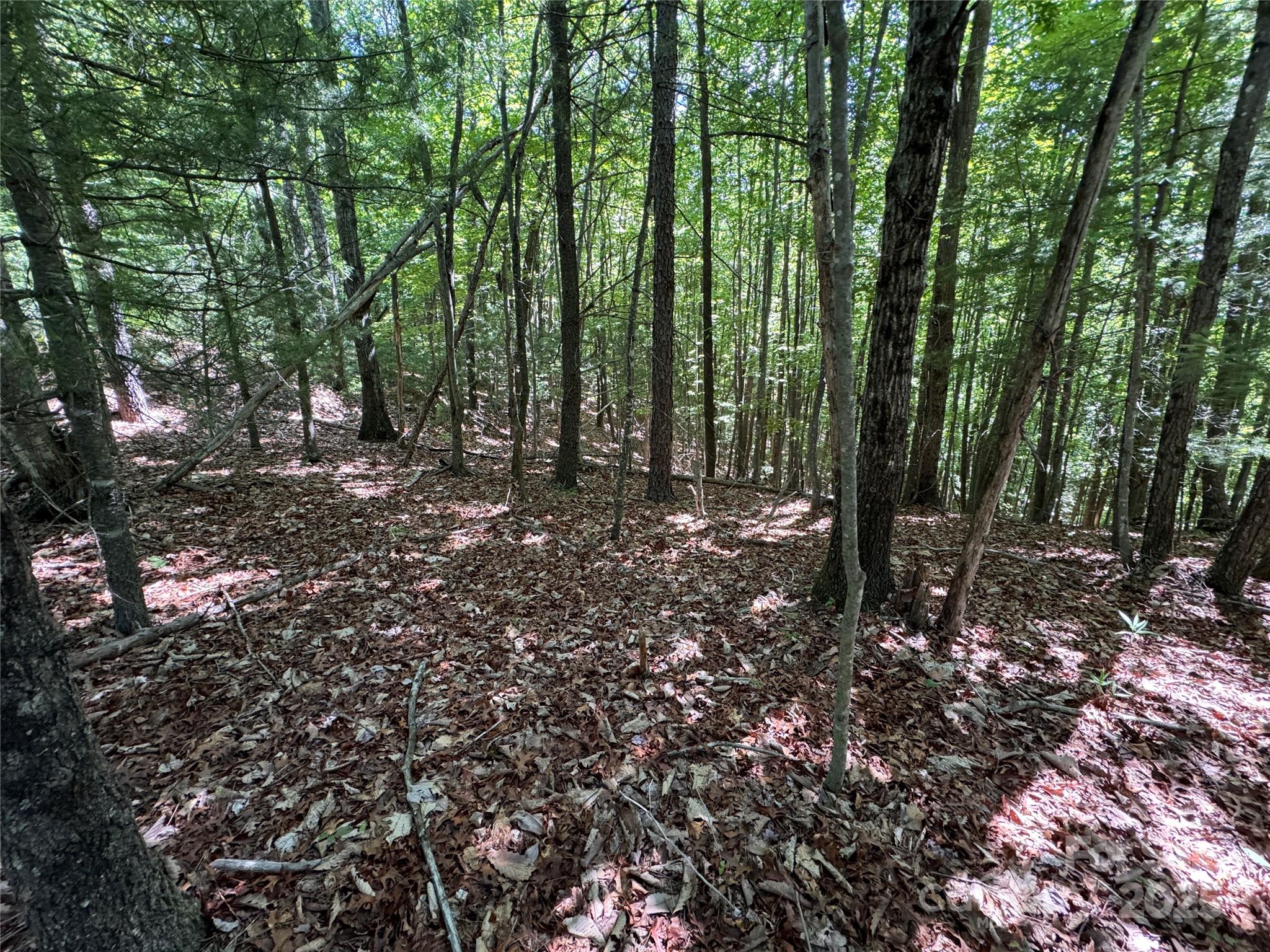 133 Steeple Chase Trail Property Photo 6