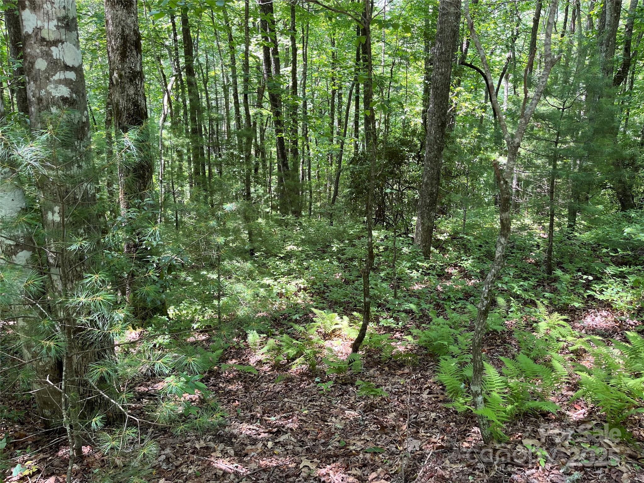 57 Big Branch Road Property Photo 4
