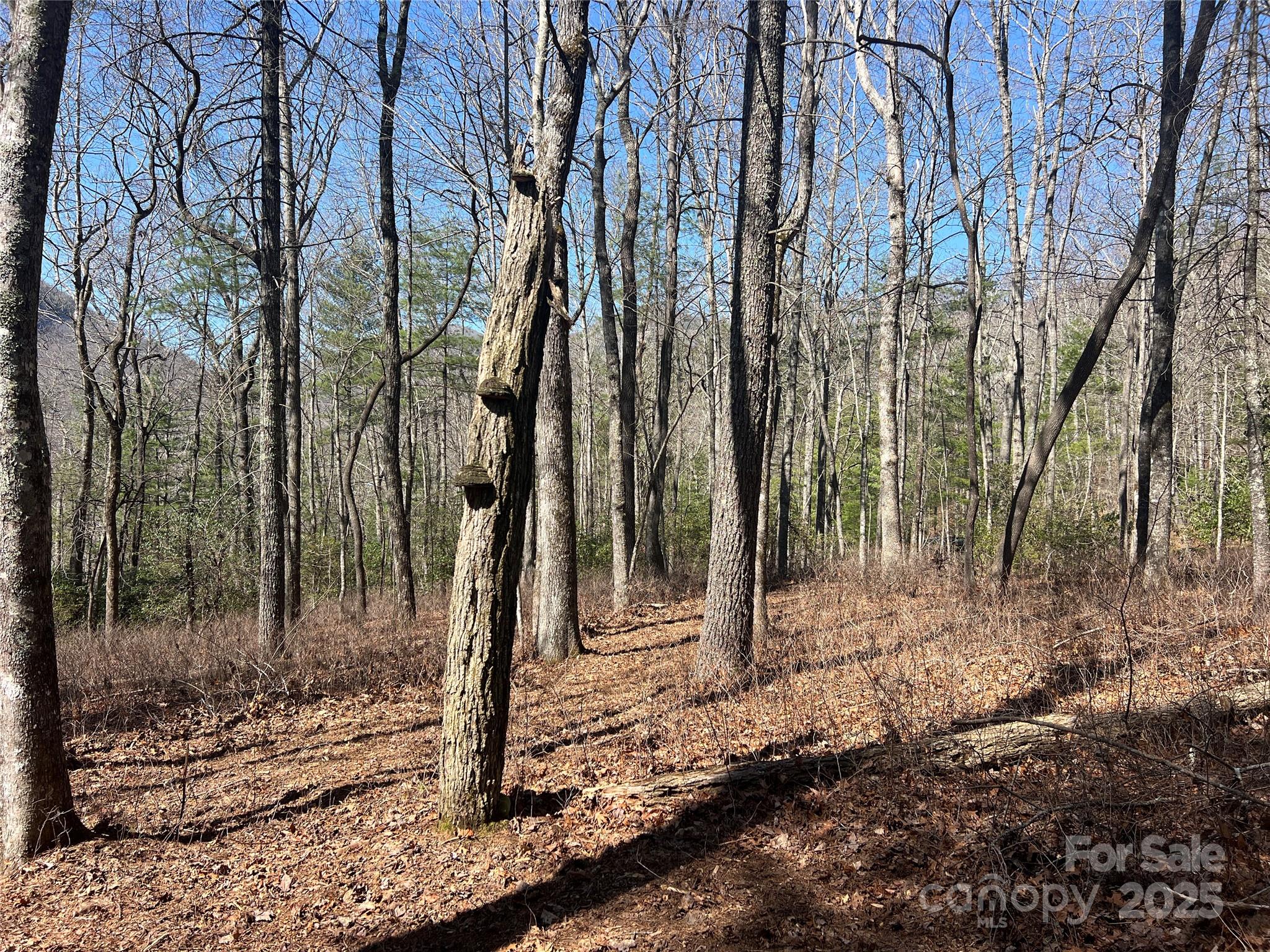 Tbd Panther Ridge Road Property Photo 13