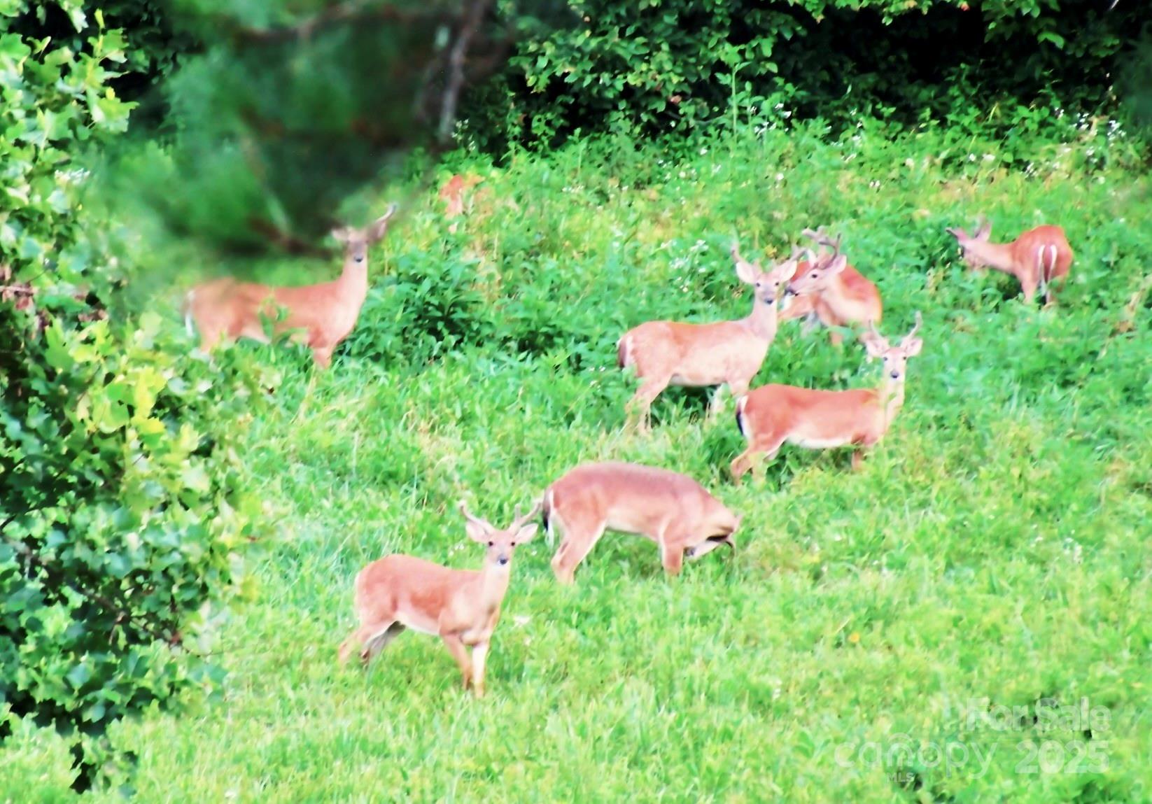 6033 Low Country Road Property Photo 19