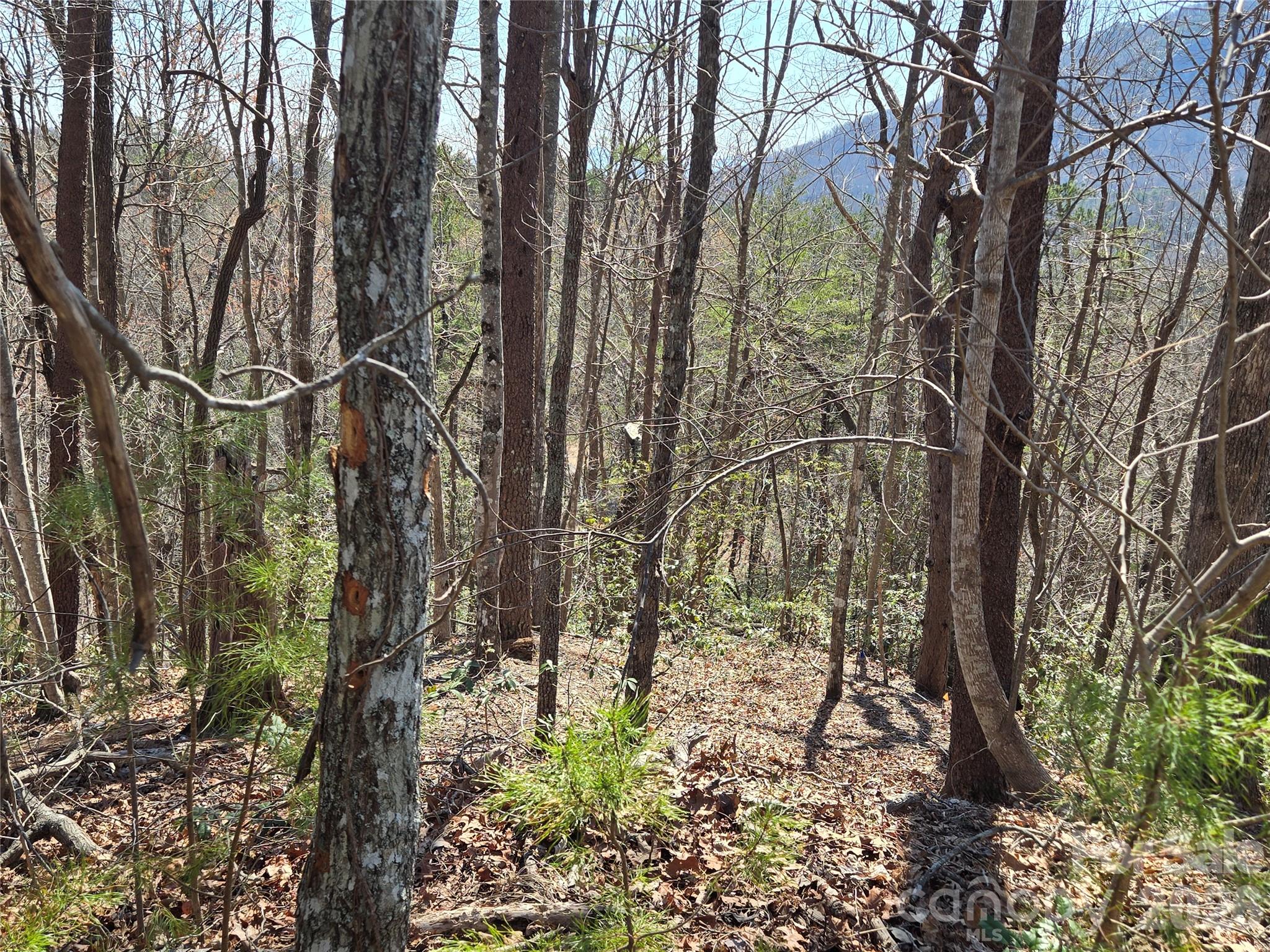 Lot 57 Banjo Court Property Photo 6