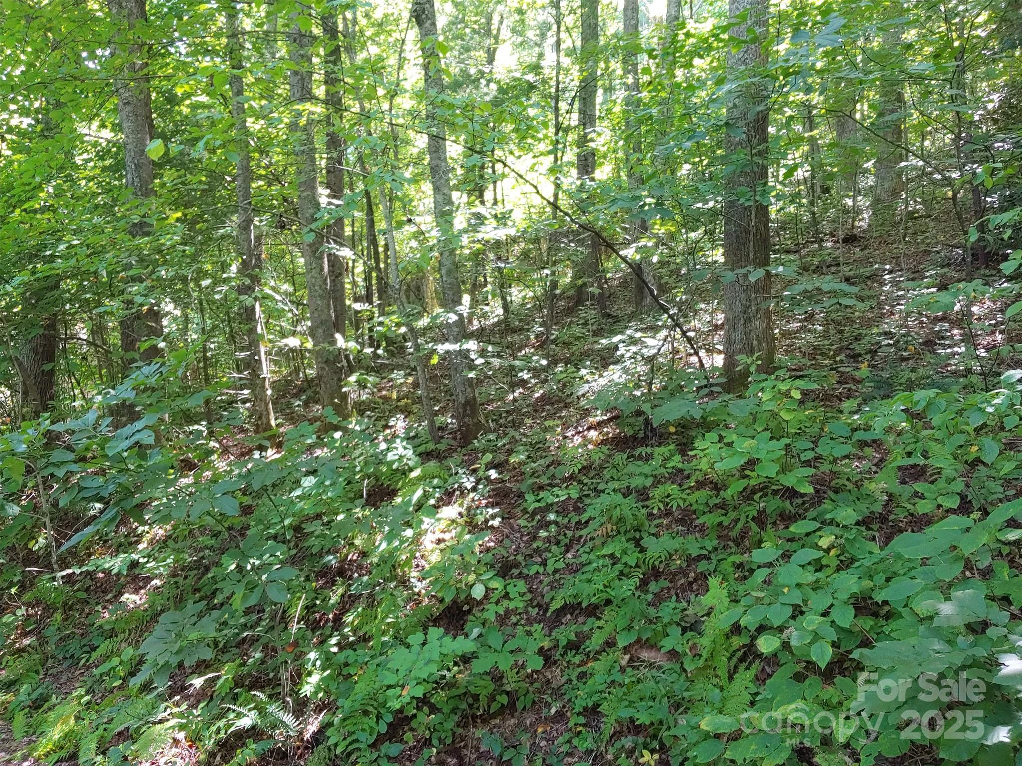 0000 Thomasville Lane Property Photo 3