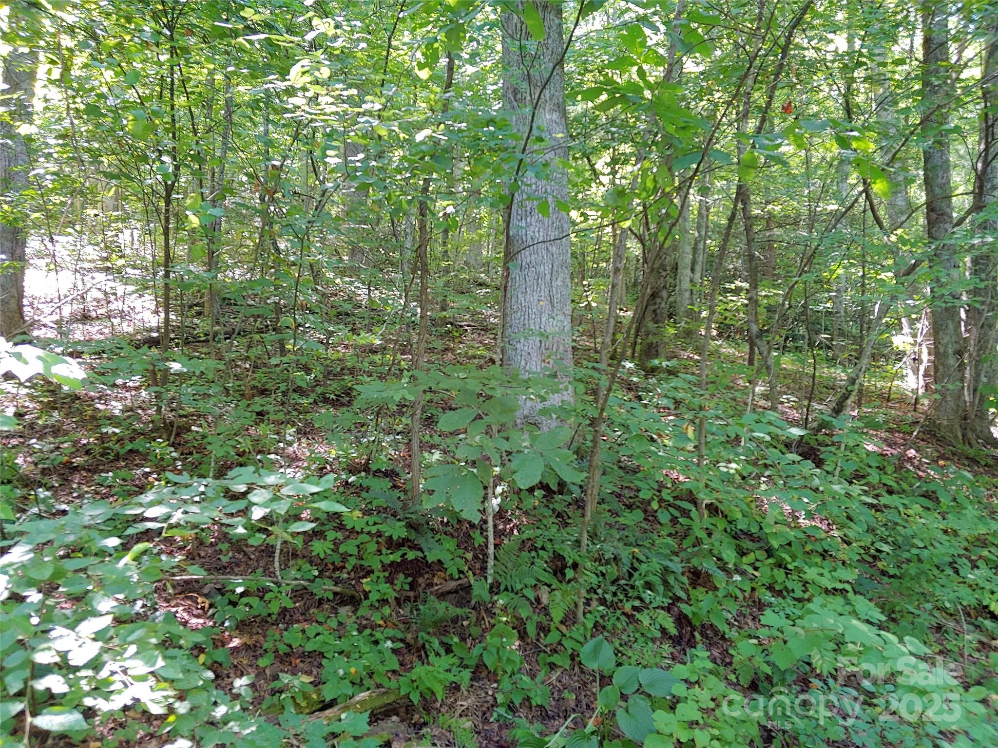0000 Thomasville Lane Property Photo 4