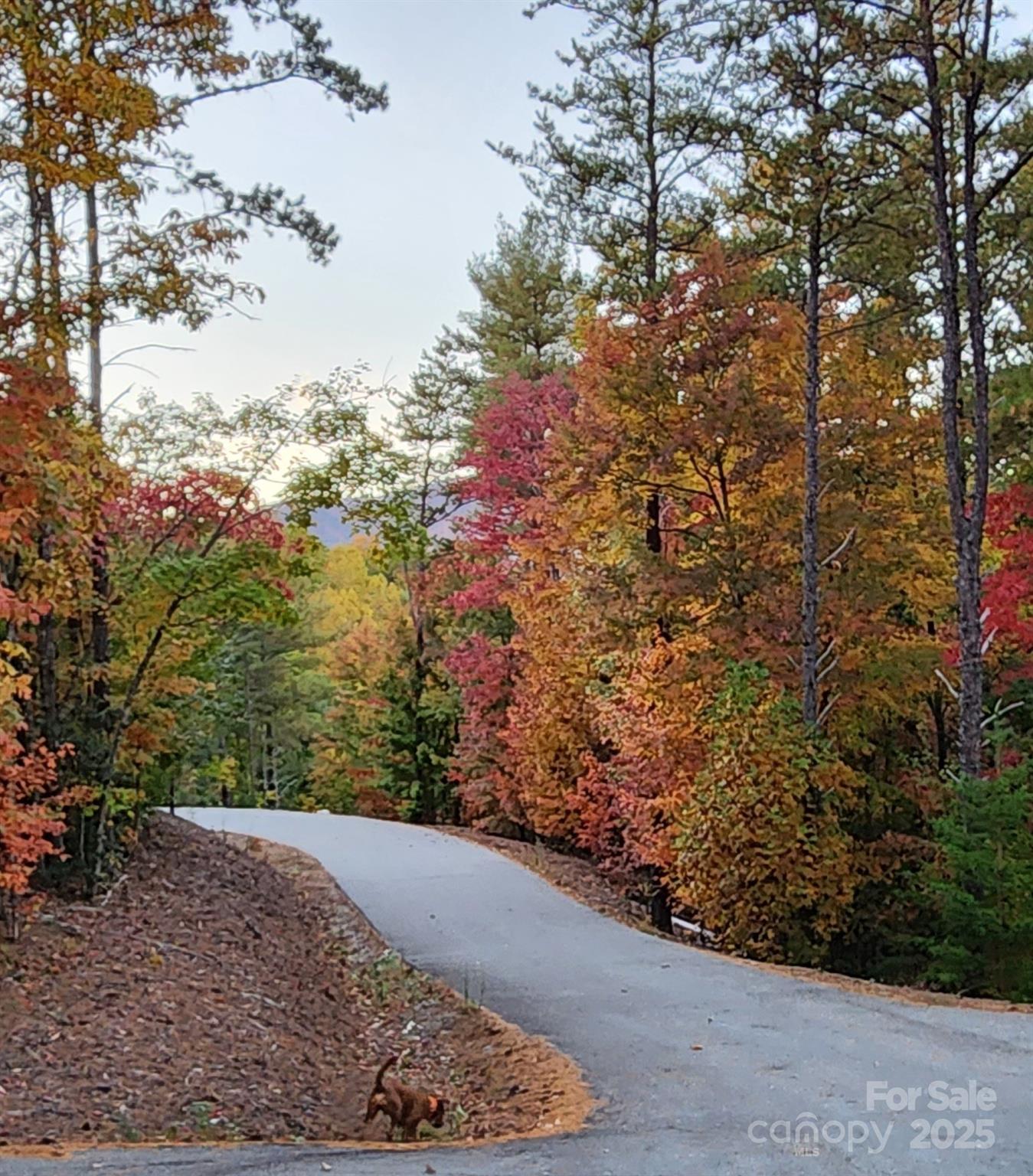 1600 Pisgah Preserve Drive Property Photo 2