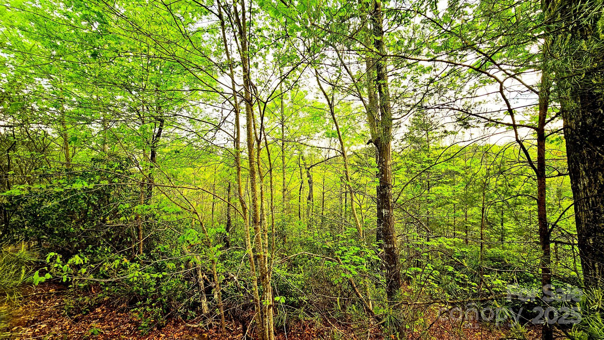 Lot 59 Bear Cliff Way Property Photo 8