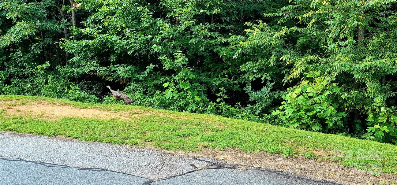 Lot 59 Bear Cliff Way Property Photo 43