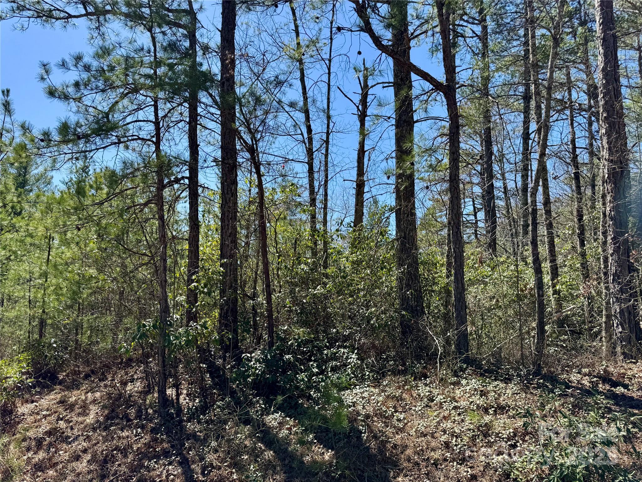 99 Oak Laurel Road Property Photo 17