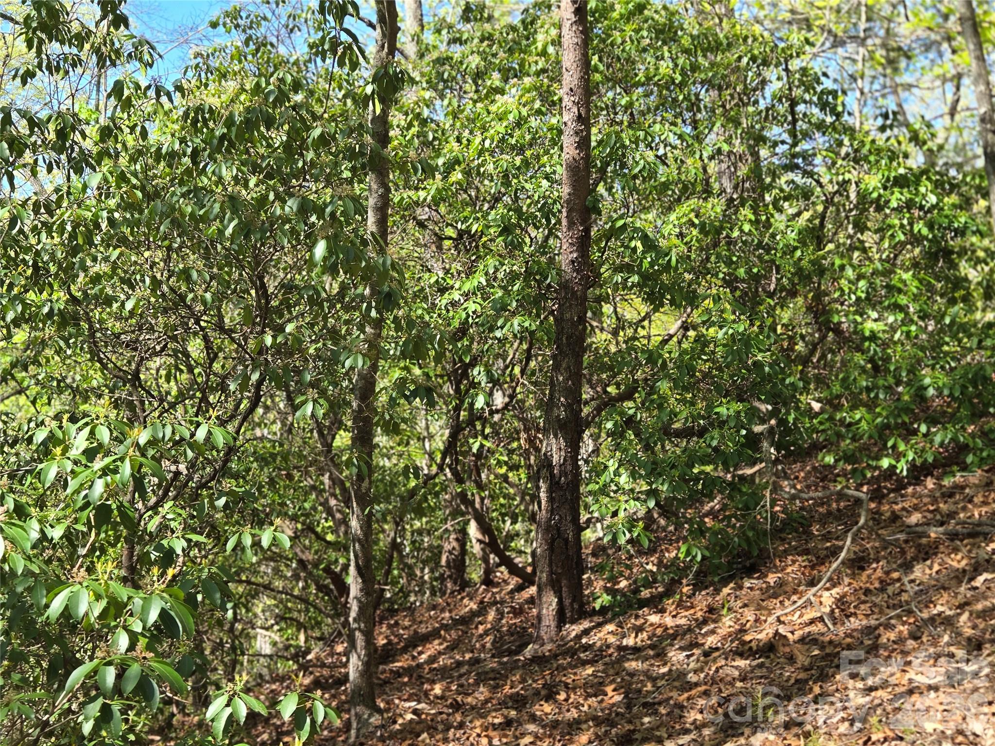 Lot 64 & 65 Walnut Lane Property Photo 6