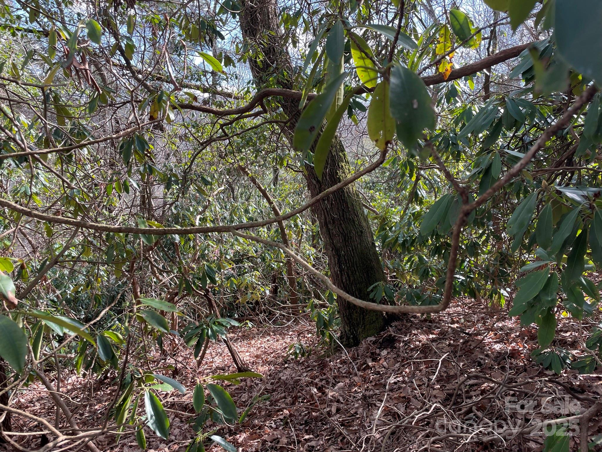 0 Gingercake Road Property Photo 11