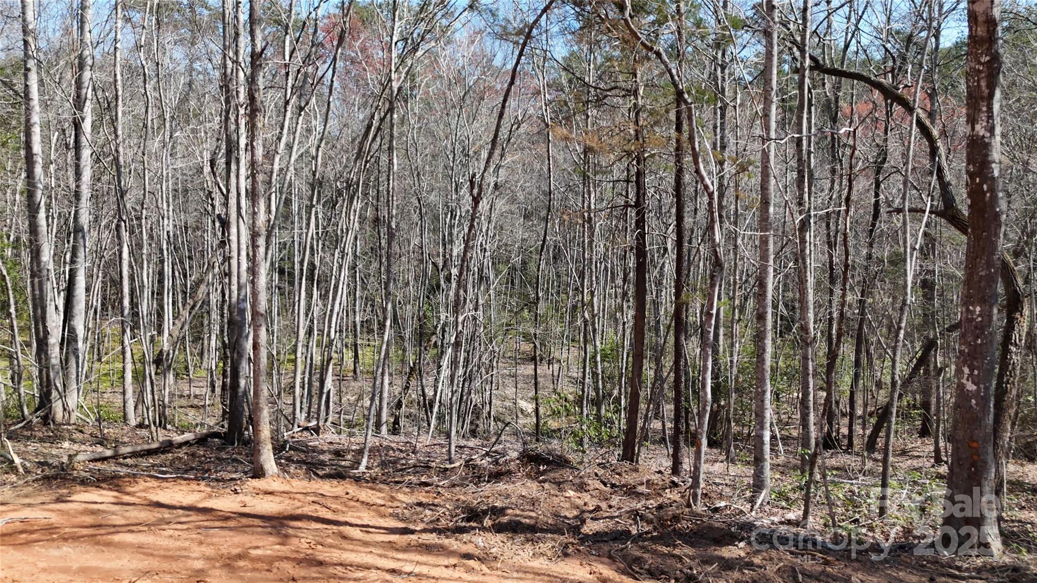 19.75 Acres King Stepp Road Property Photo 8