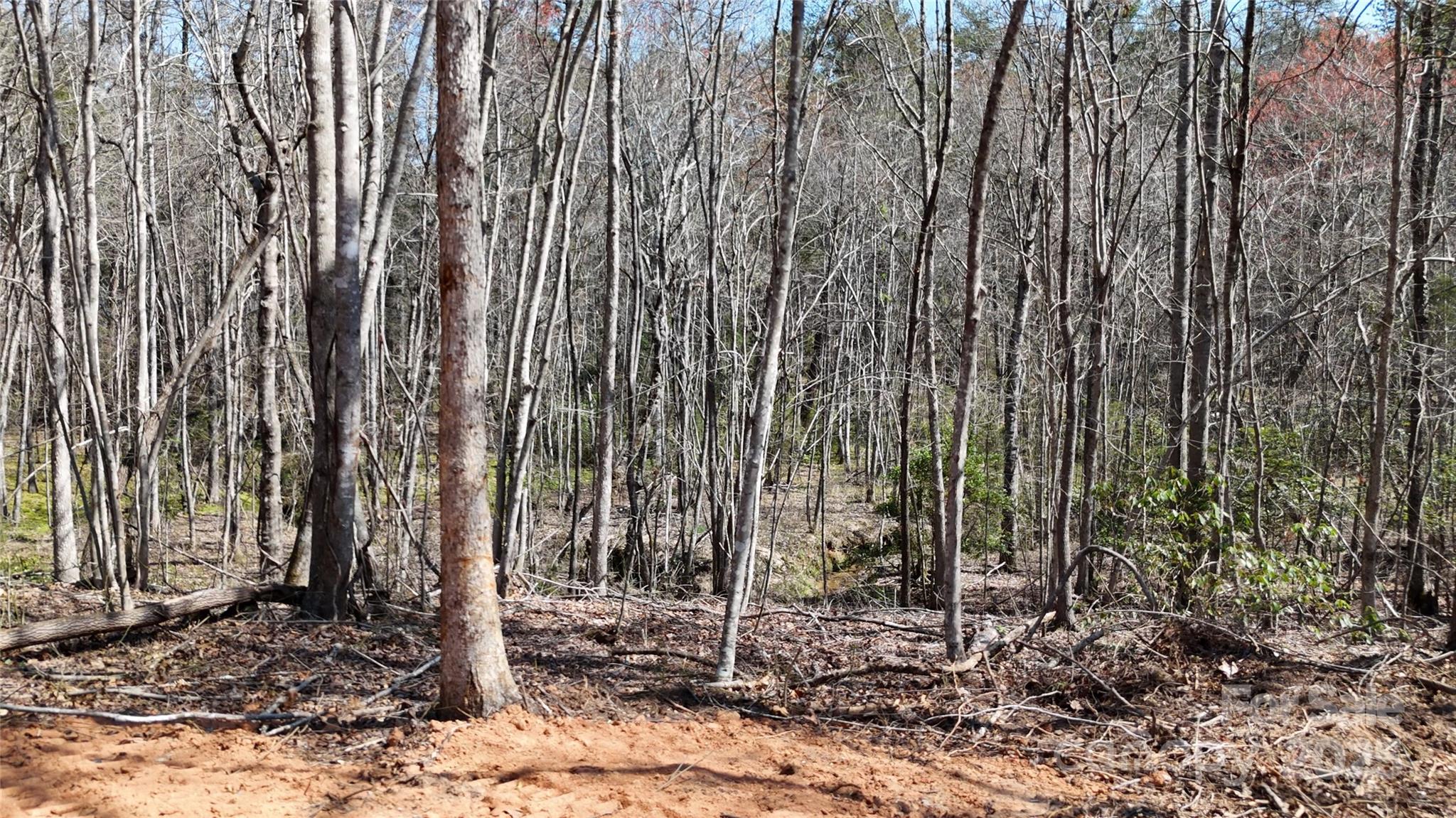 19.75 Acres King Stepp Road Property Photo 9