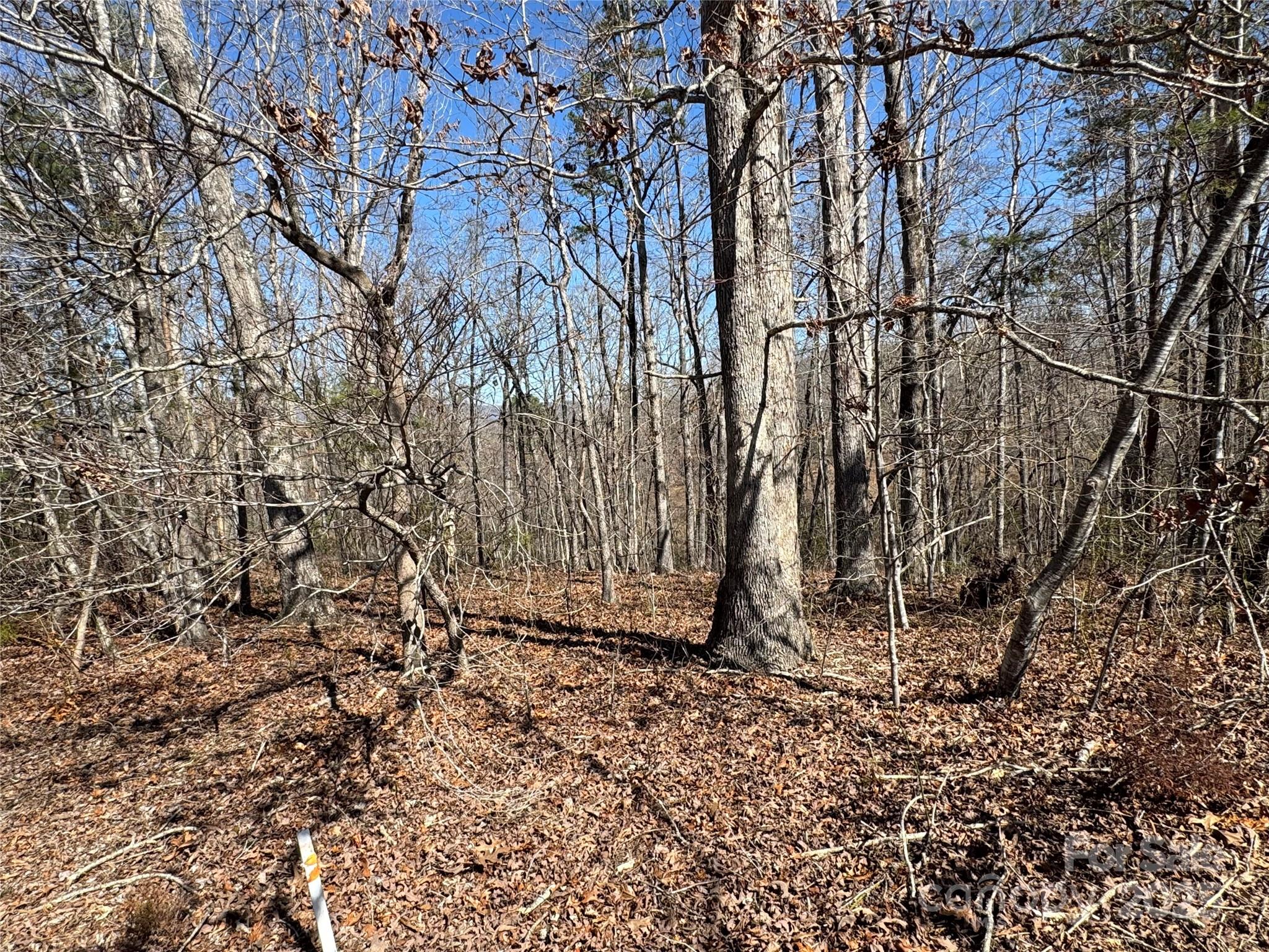 00 Shady Bark Lane Property Photo 4