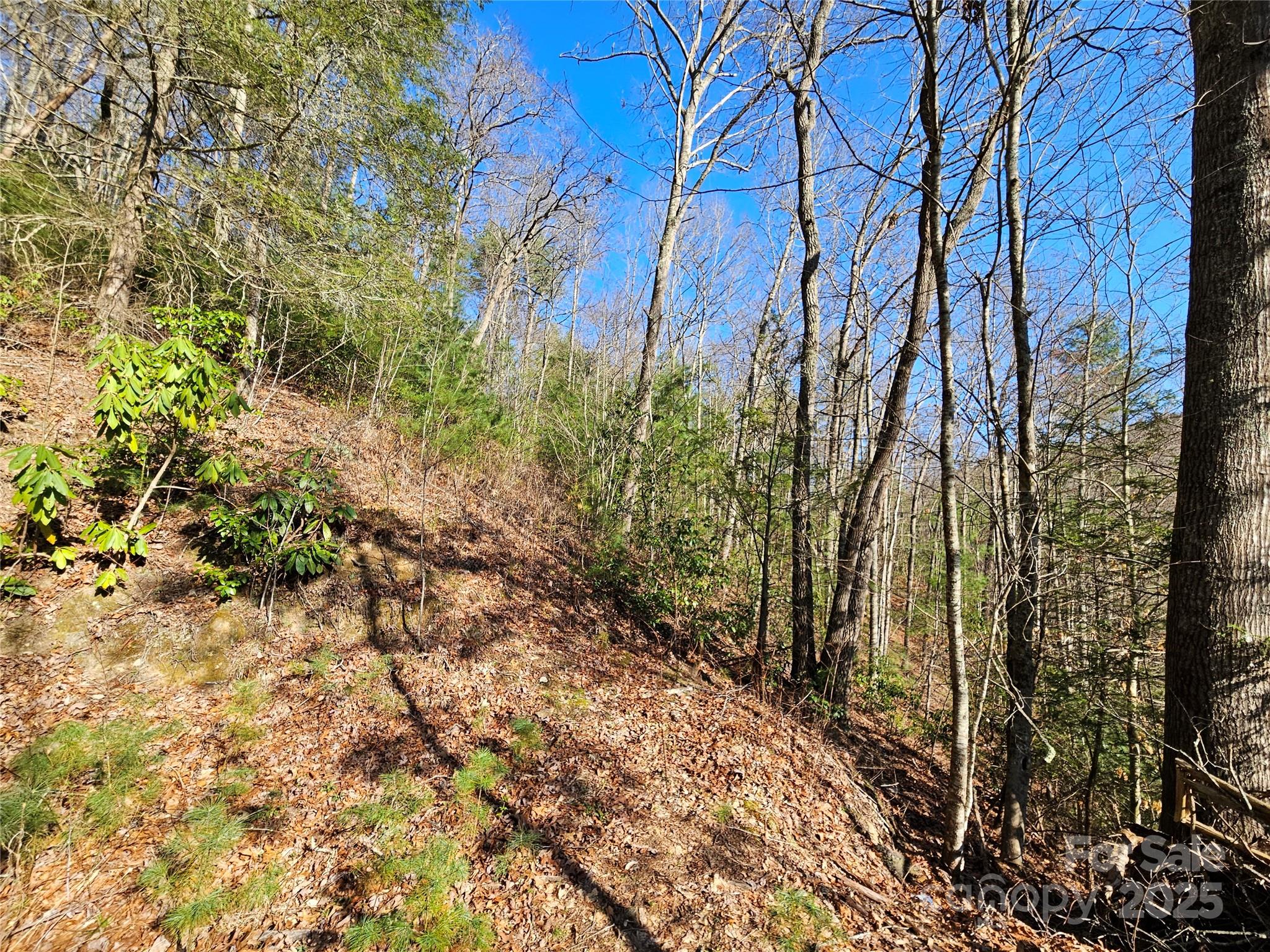 0 Laurel Branch Road Property Photo 3