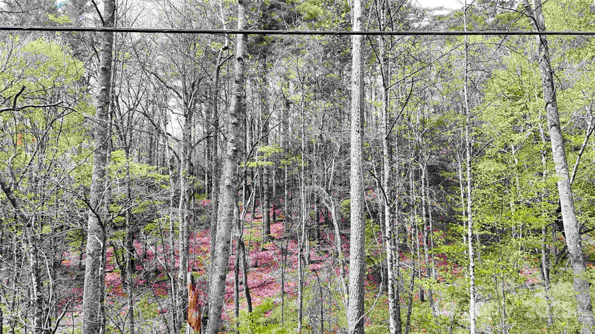 51 Dead End Trail Property Photo 14