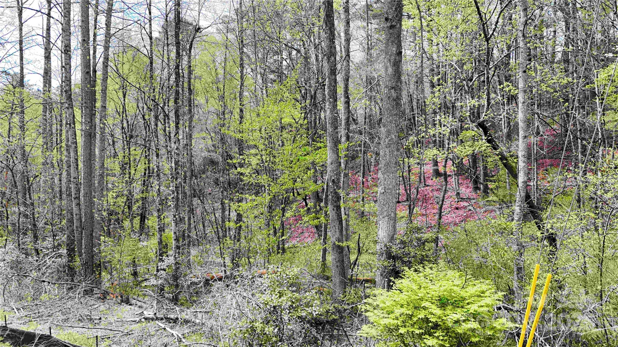 53 Dead End Trail Property Photo 21