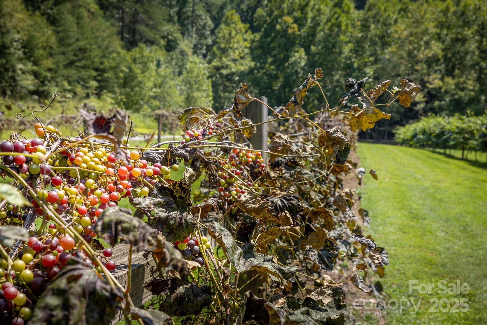 5 Round Mountain Parkway 5 Property Photo 37