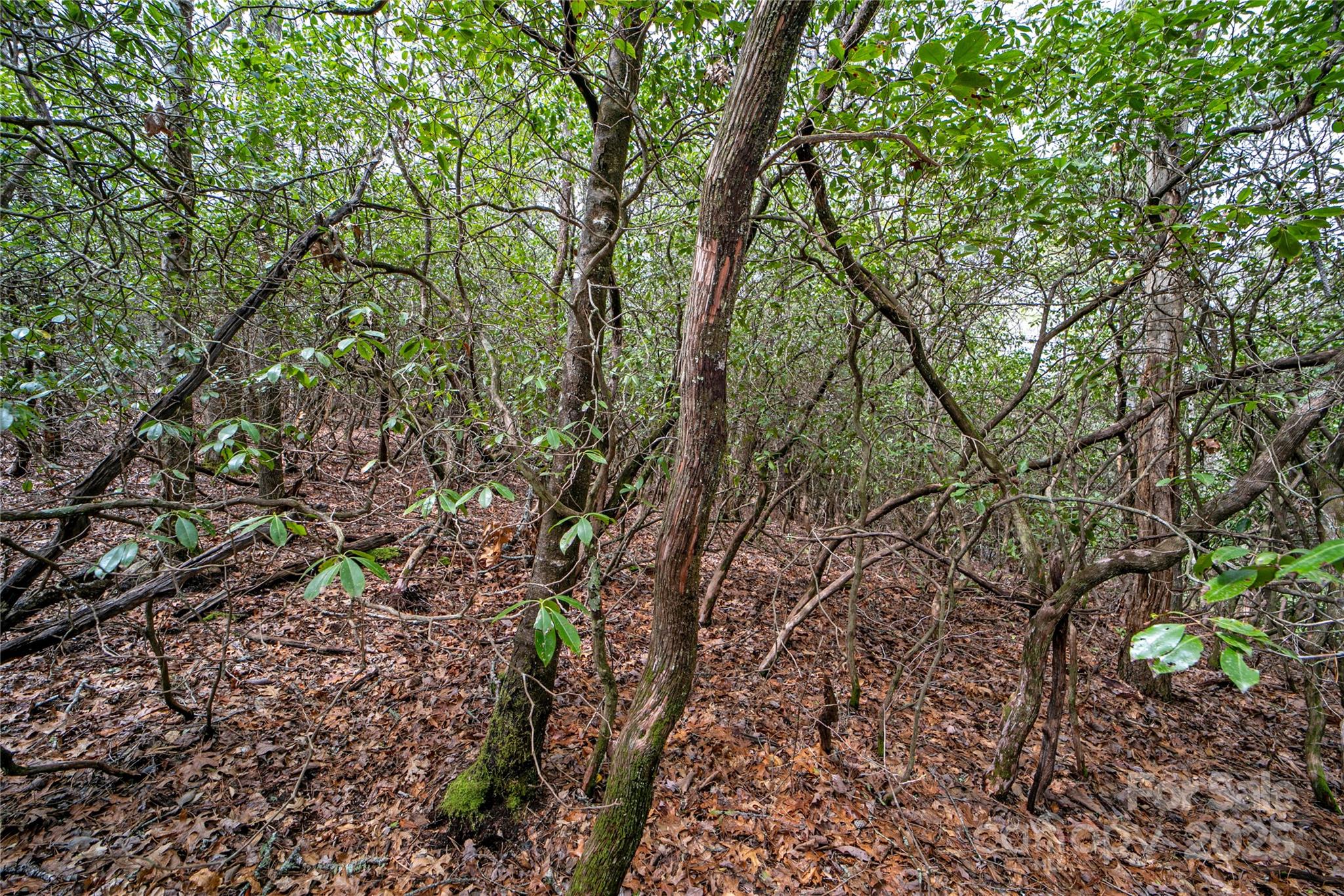 Lot 131 Thunder Road Property Photo 11