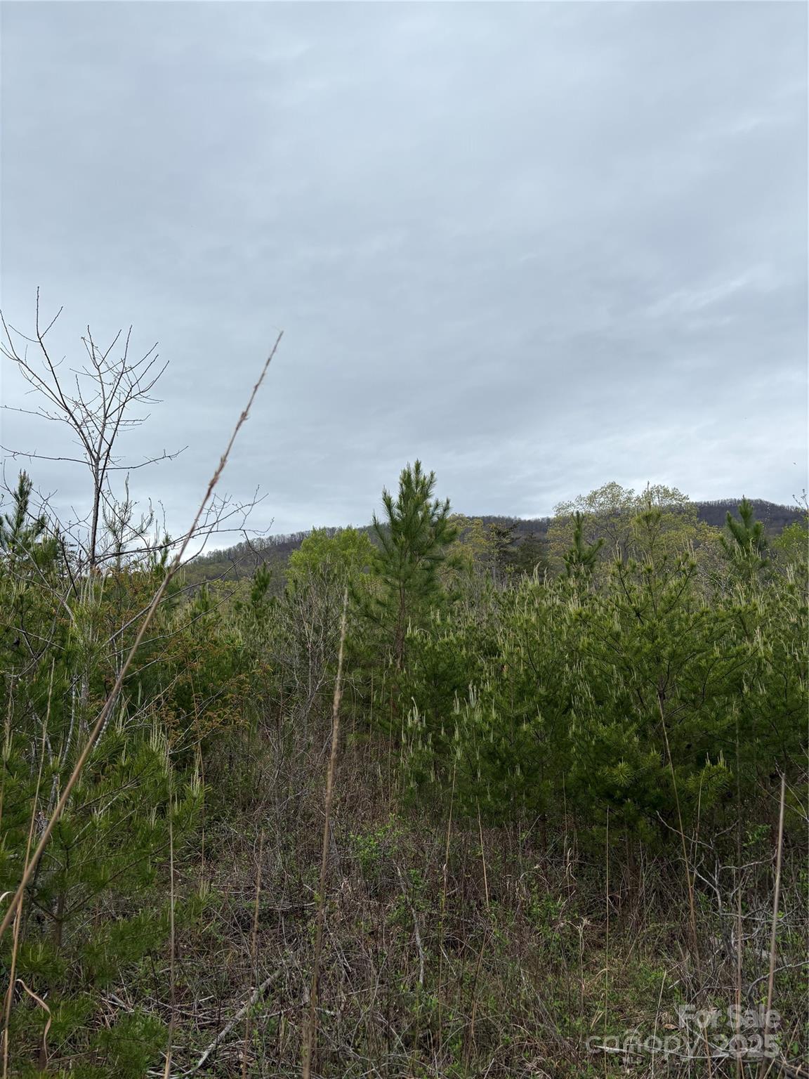0 Rose Hollow Drive Tract 1 Property Photo 1