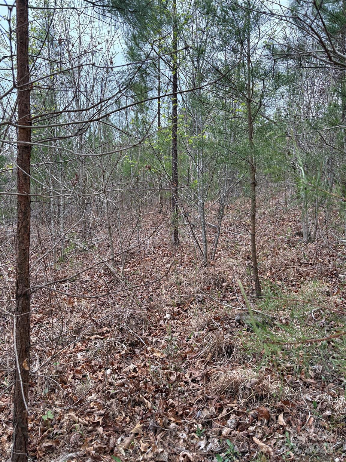 0 Rose Hollow Drive Tract 1 Property Photo 2