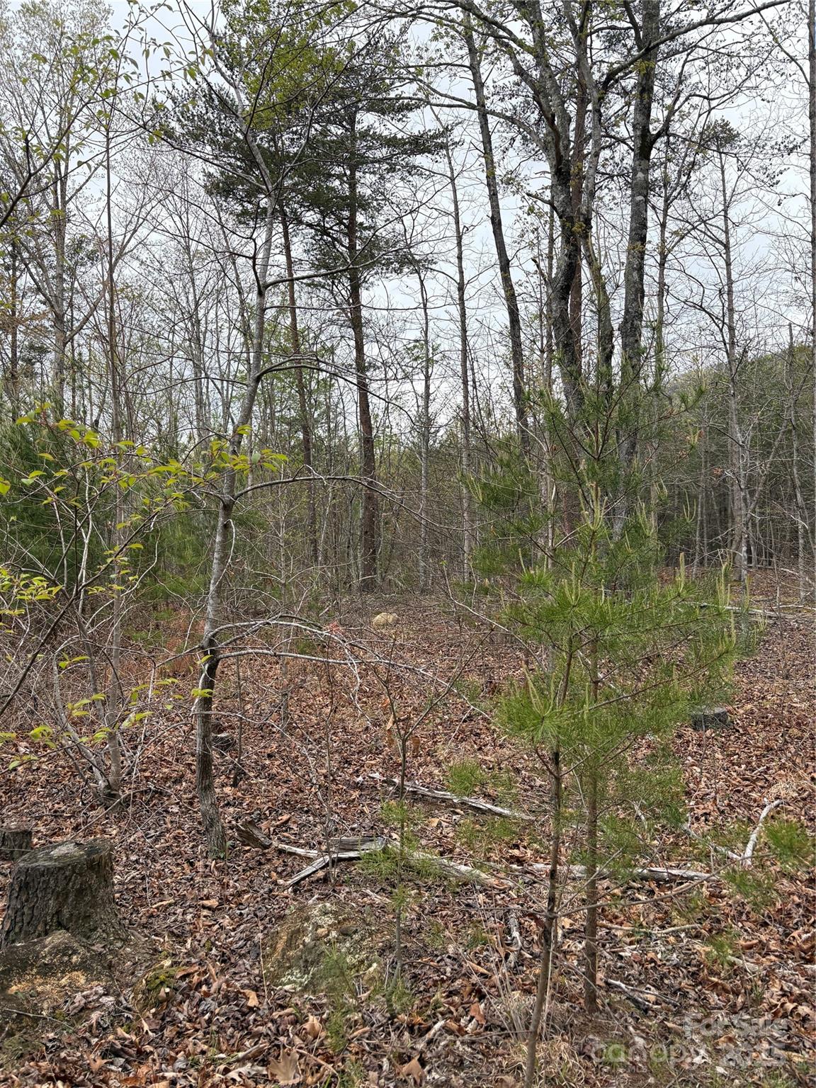 0 Rose Hollow Drive Tract 1 Property Photo 5