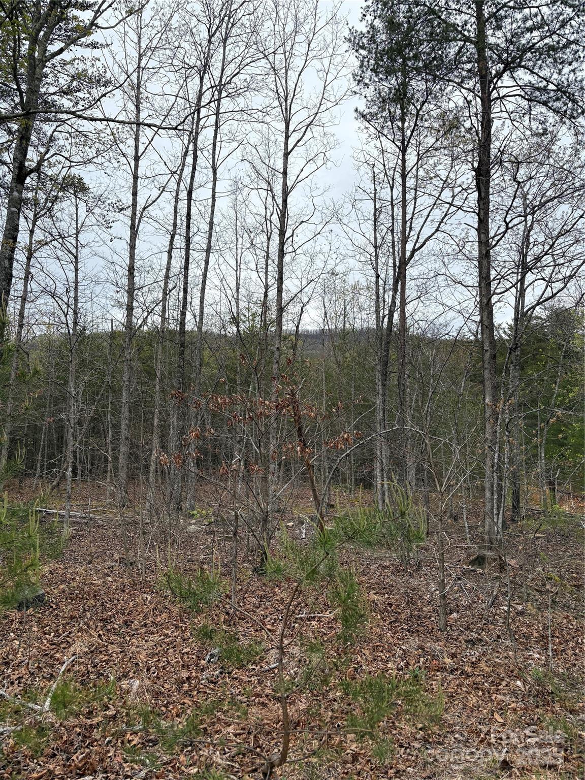 0 Rose Hollow Drive Tract 1 Property Photo 6